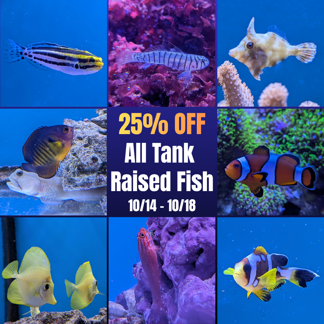 25% OFF All Tank Raised Fish (In-Store Sale)
