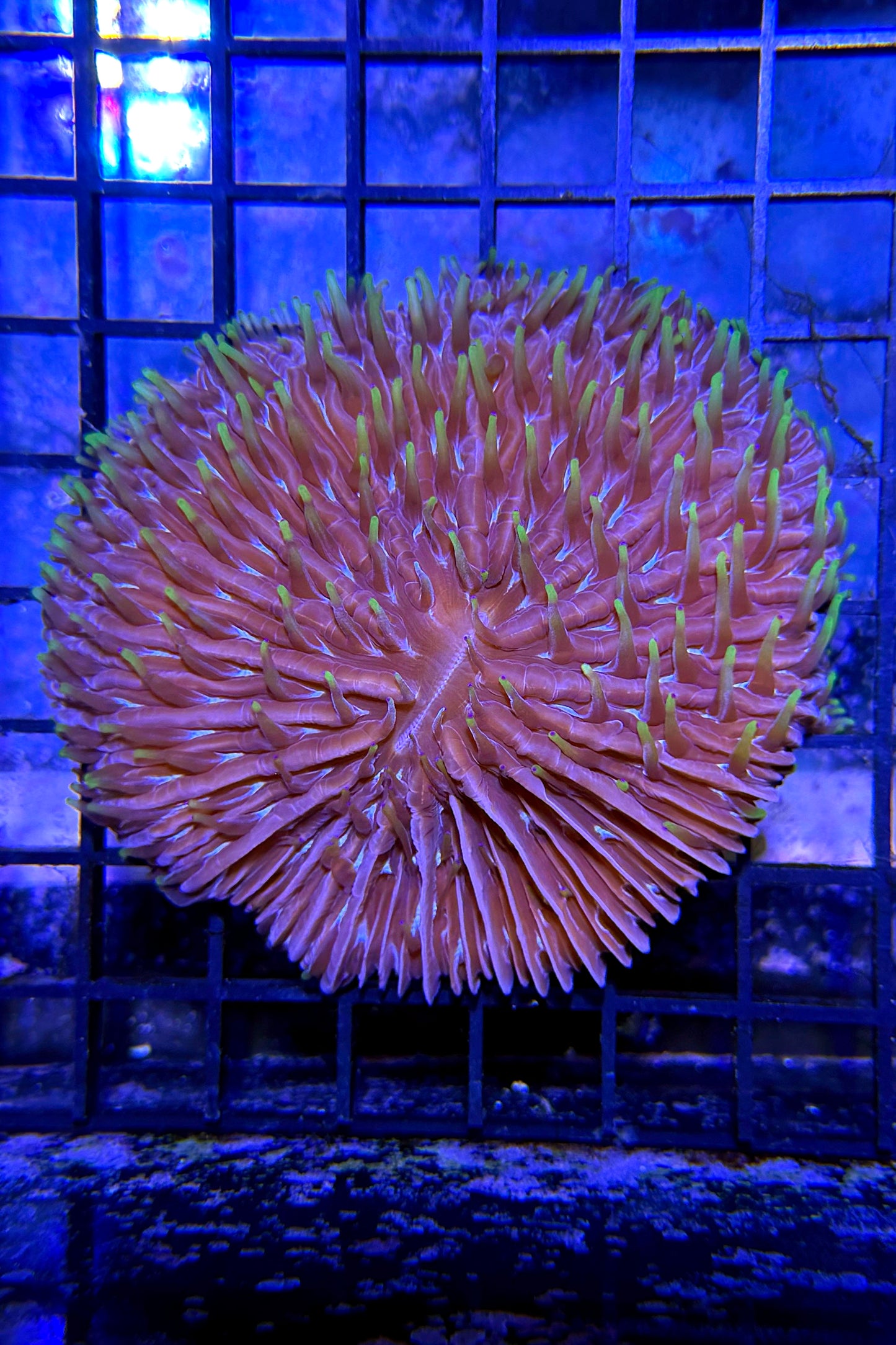 Fungia Plate Coral WYSIWYG