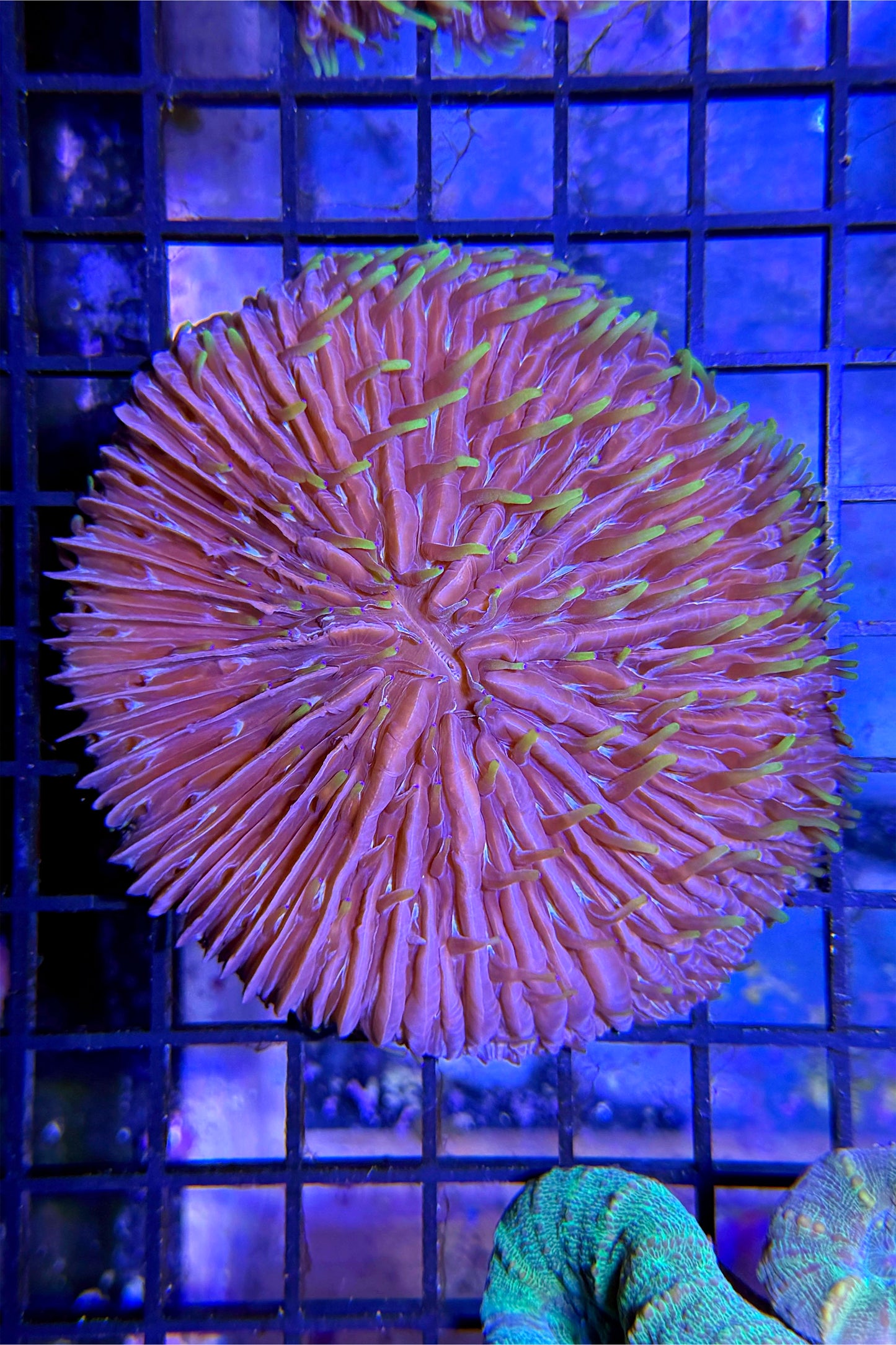Fungia Plate Coral WYSIWYG
