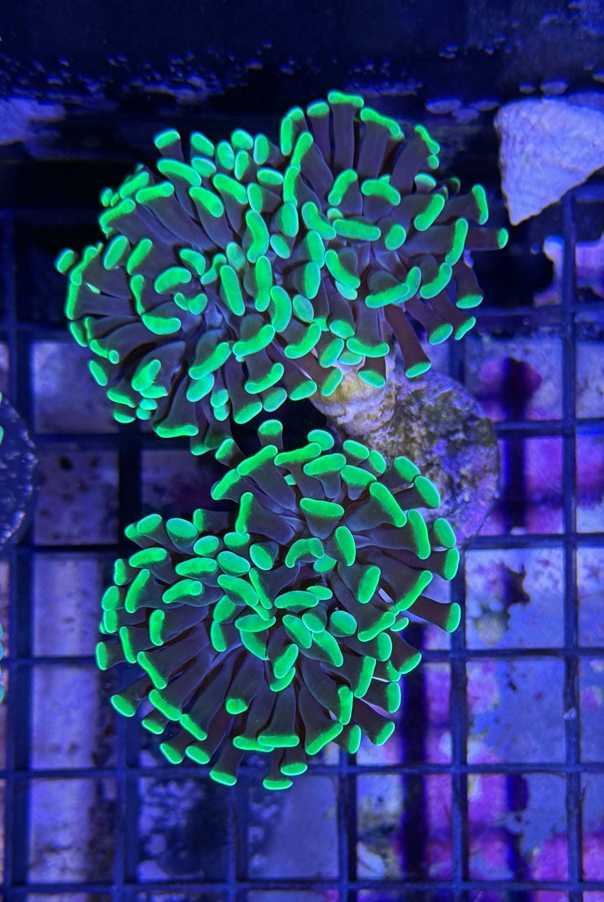 (RSCF) Neon Green Hammer Coral WYSIWYG