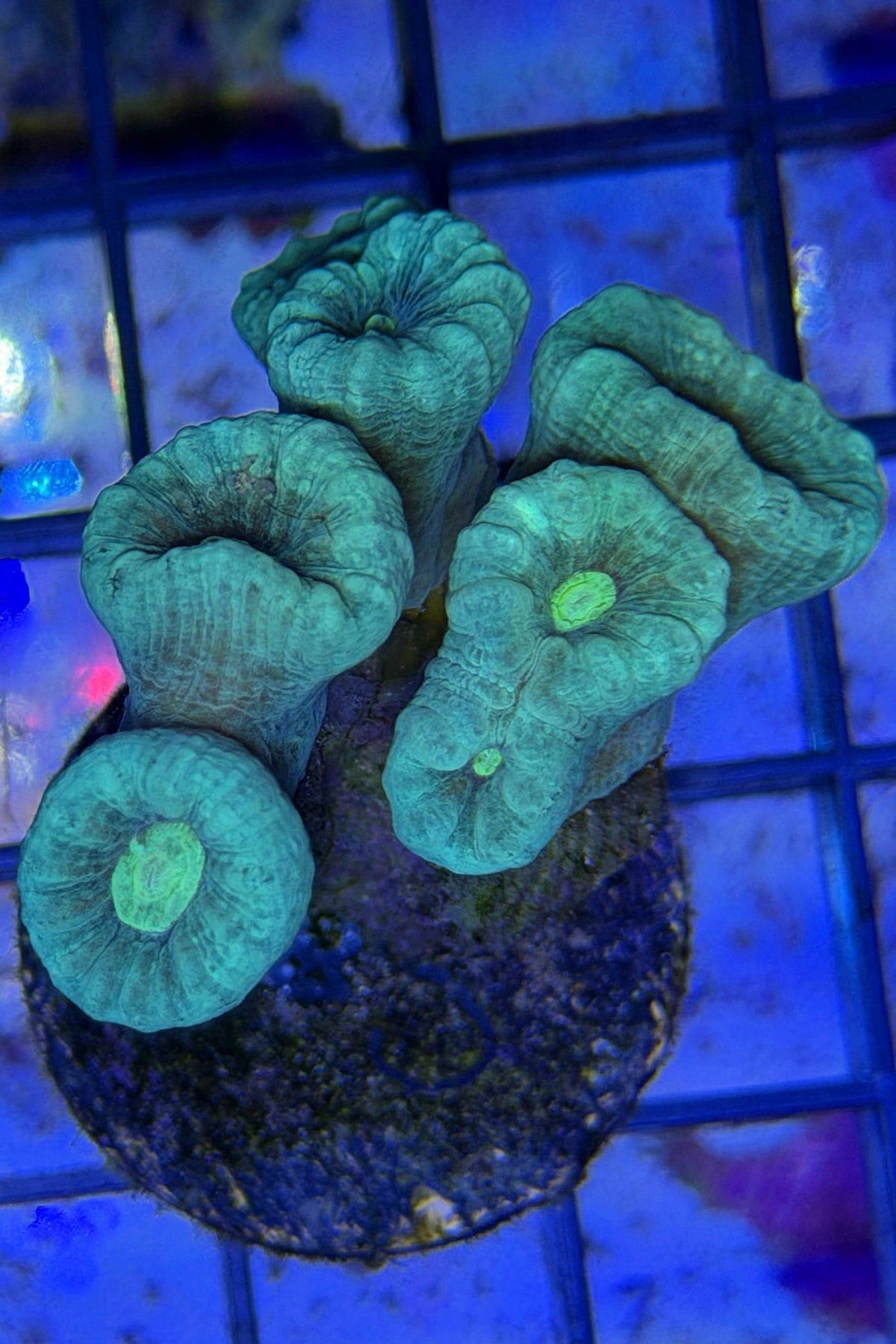 Neon Blue /Green Center Candy Cane Coral