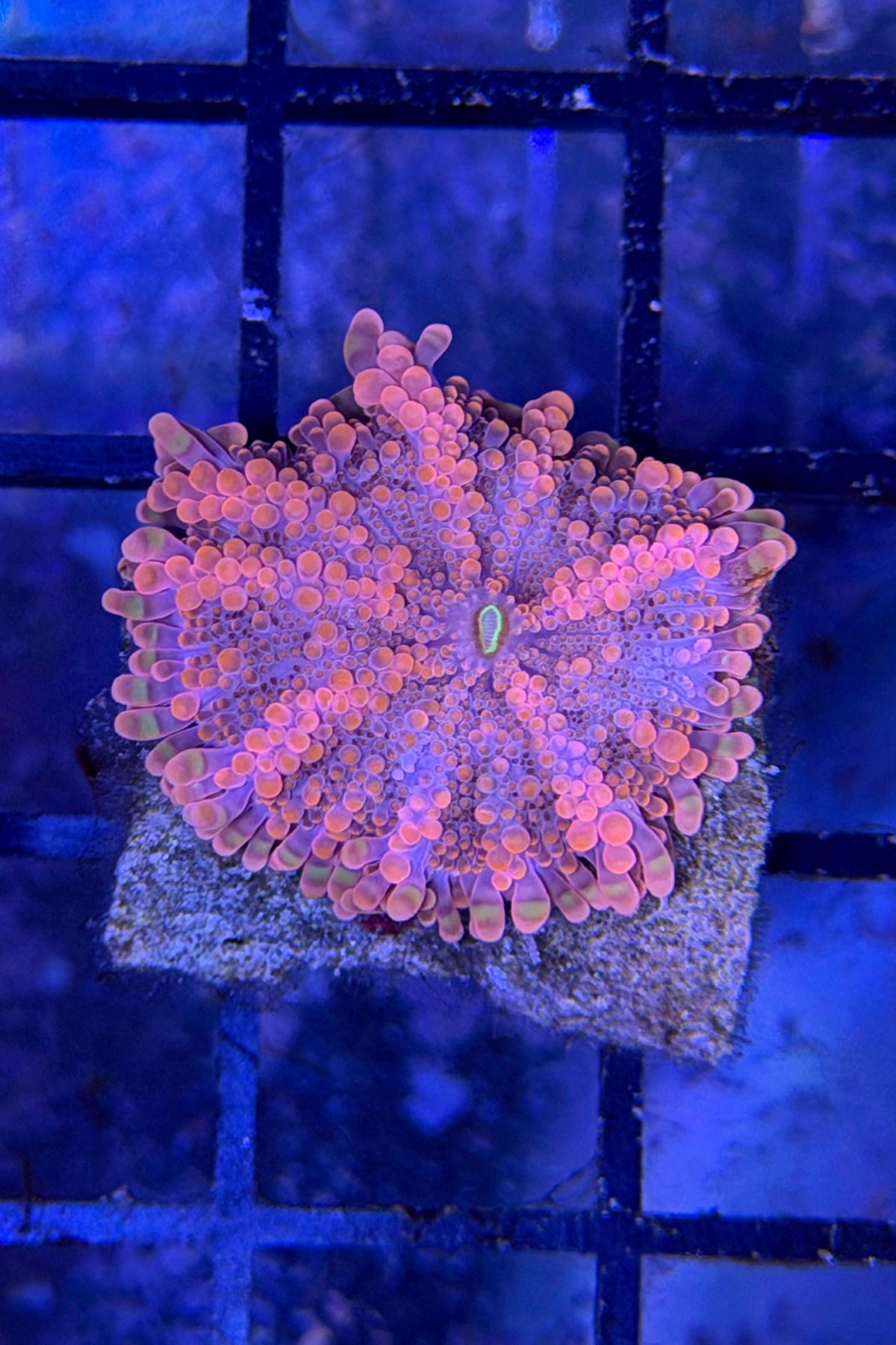 (RSCF) Orange Yuma Mushroom Coral WYSIWYG