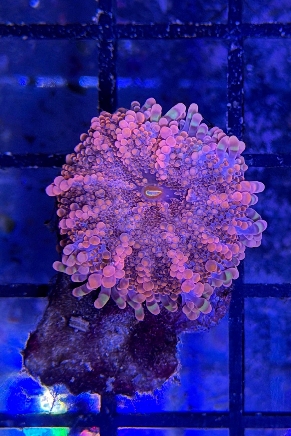 (RSCF) Orange Yuma Mushroom Coral WYSIWYG