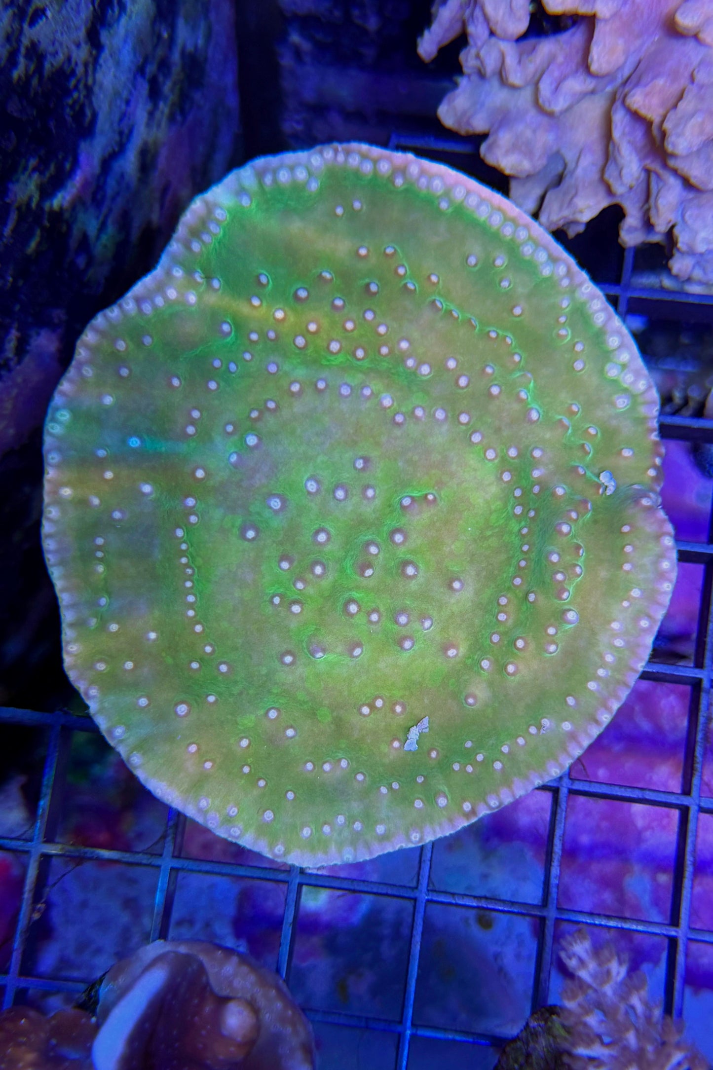(RSCF) Green Scroll Coral WYSIWYG