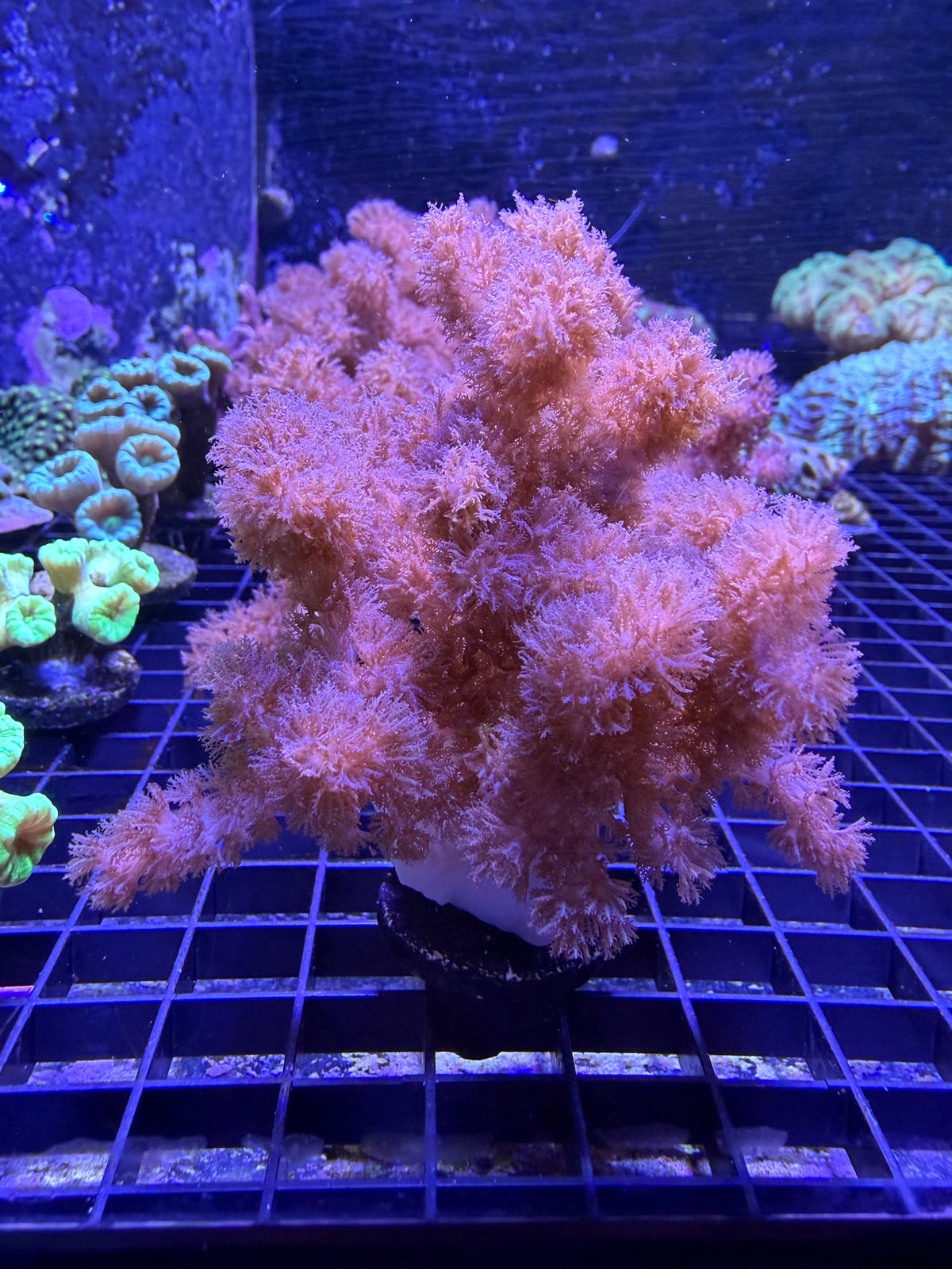 (RSCF) Colt Coral WYSIWYG