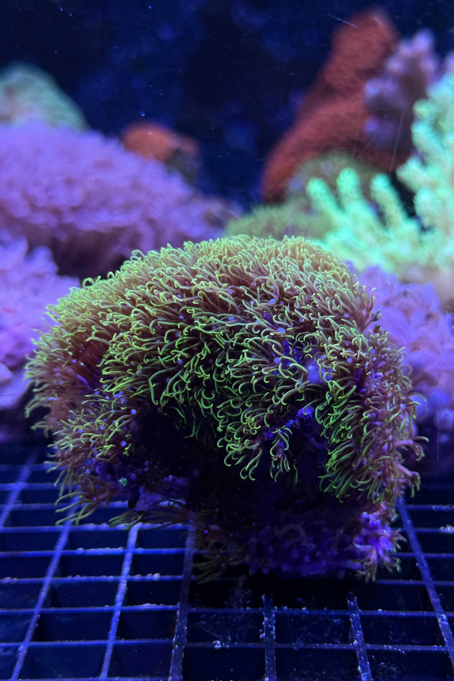 (RSCF) Green Star Polyp WYSIWYG
