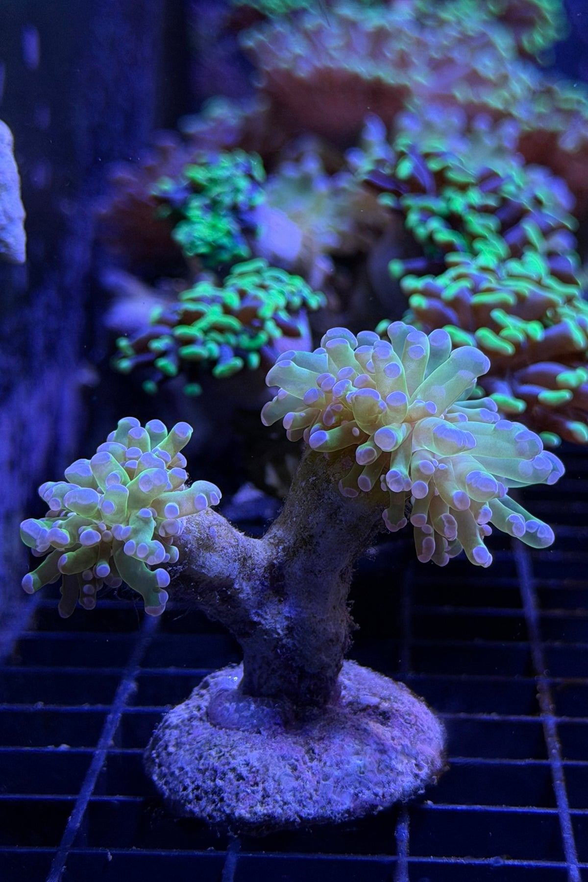 (RSCF) Purple Tip Euphyllia Frogspawn Coral WYSIWYG