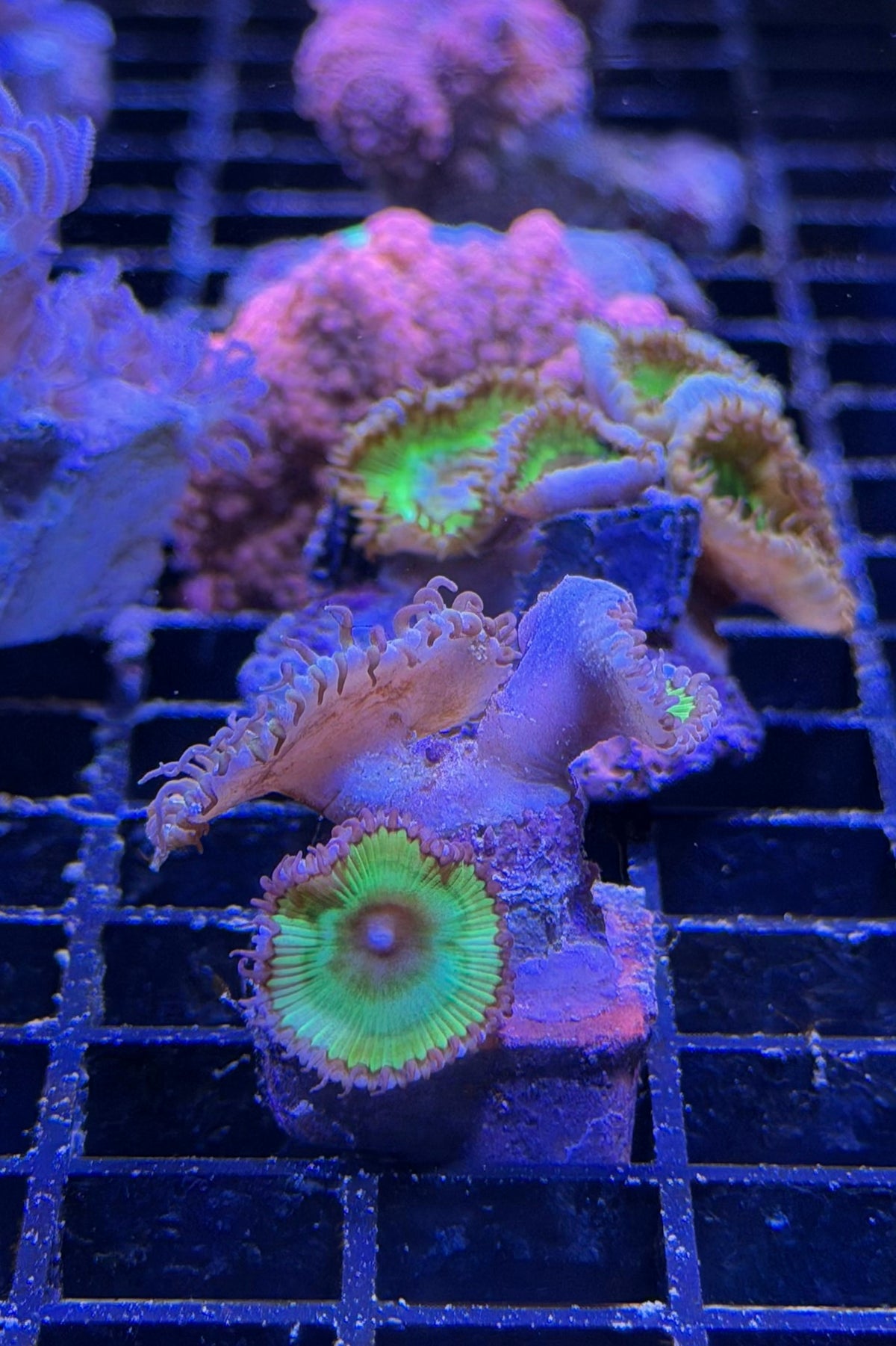 (RSCF) Palythoa grandis Coral WYSIWYG