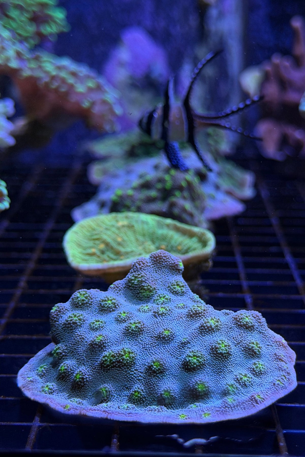 (RSCF) Firefly Chalice Coral WYSIWYG