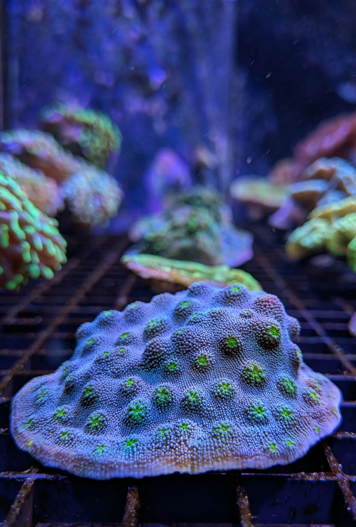 (RSCF) Firefly Chalice Coral WYSIWYG