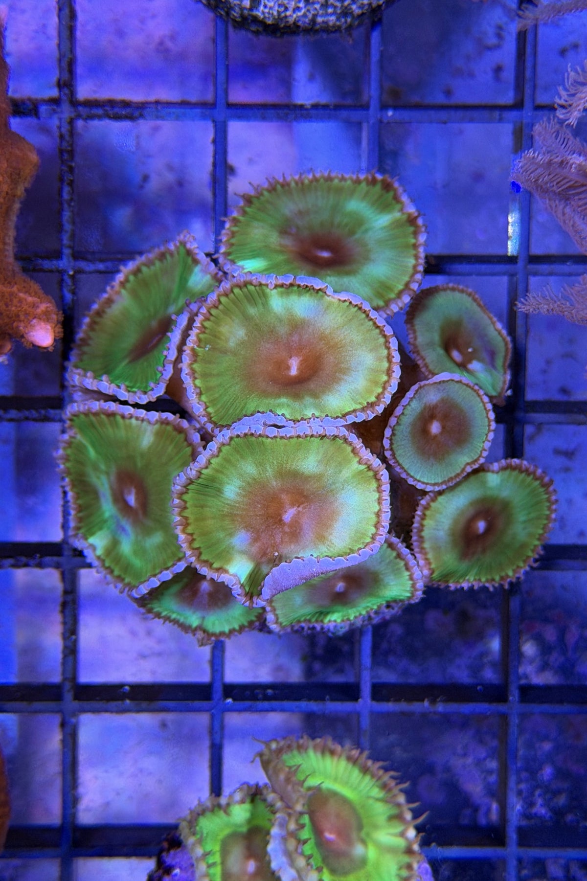 (RSCF) Palythoa grandis Coral WYSIWYG