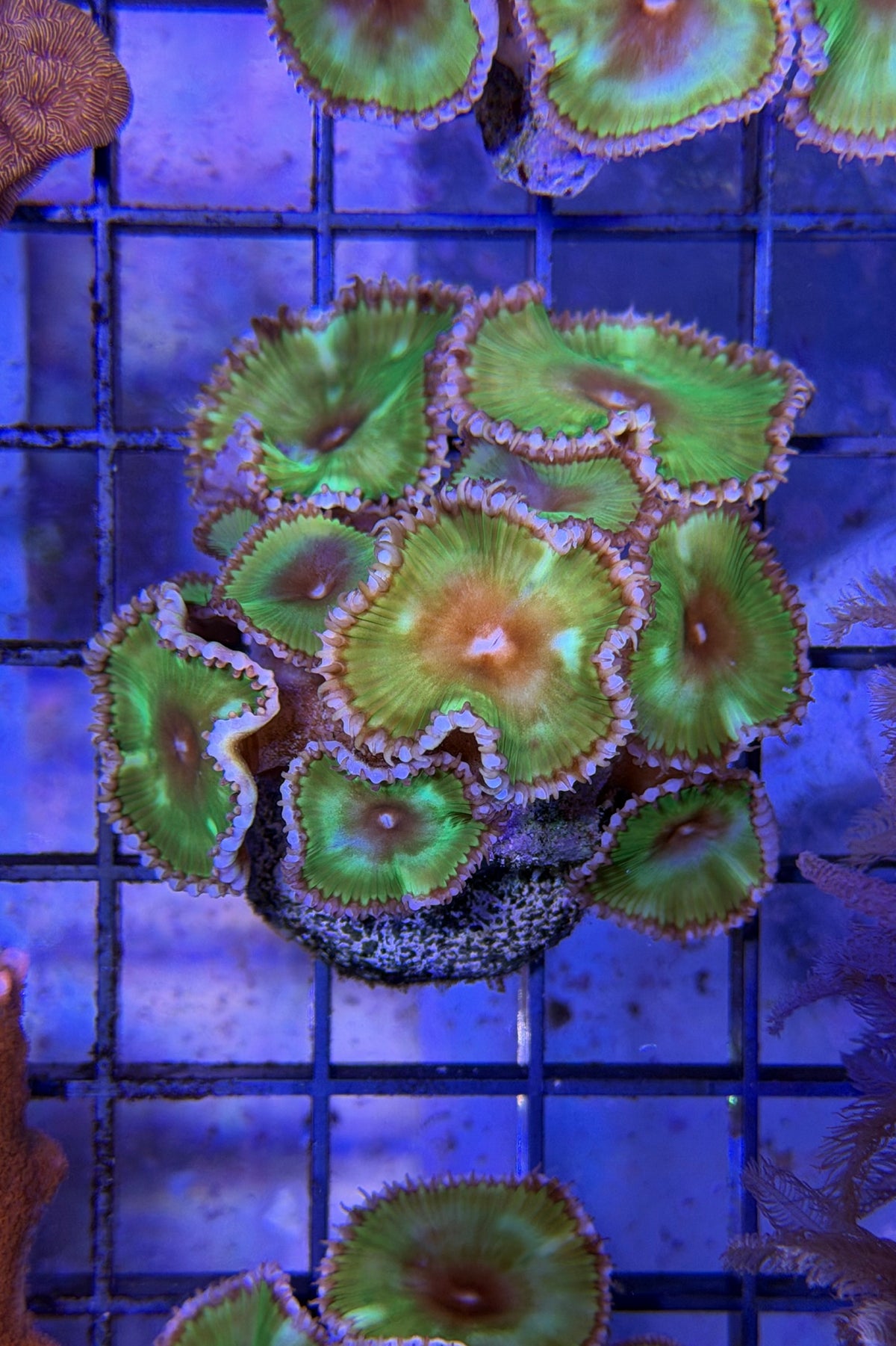 (RSCF) Palythoa grandis Coral WYSIWYG