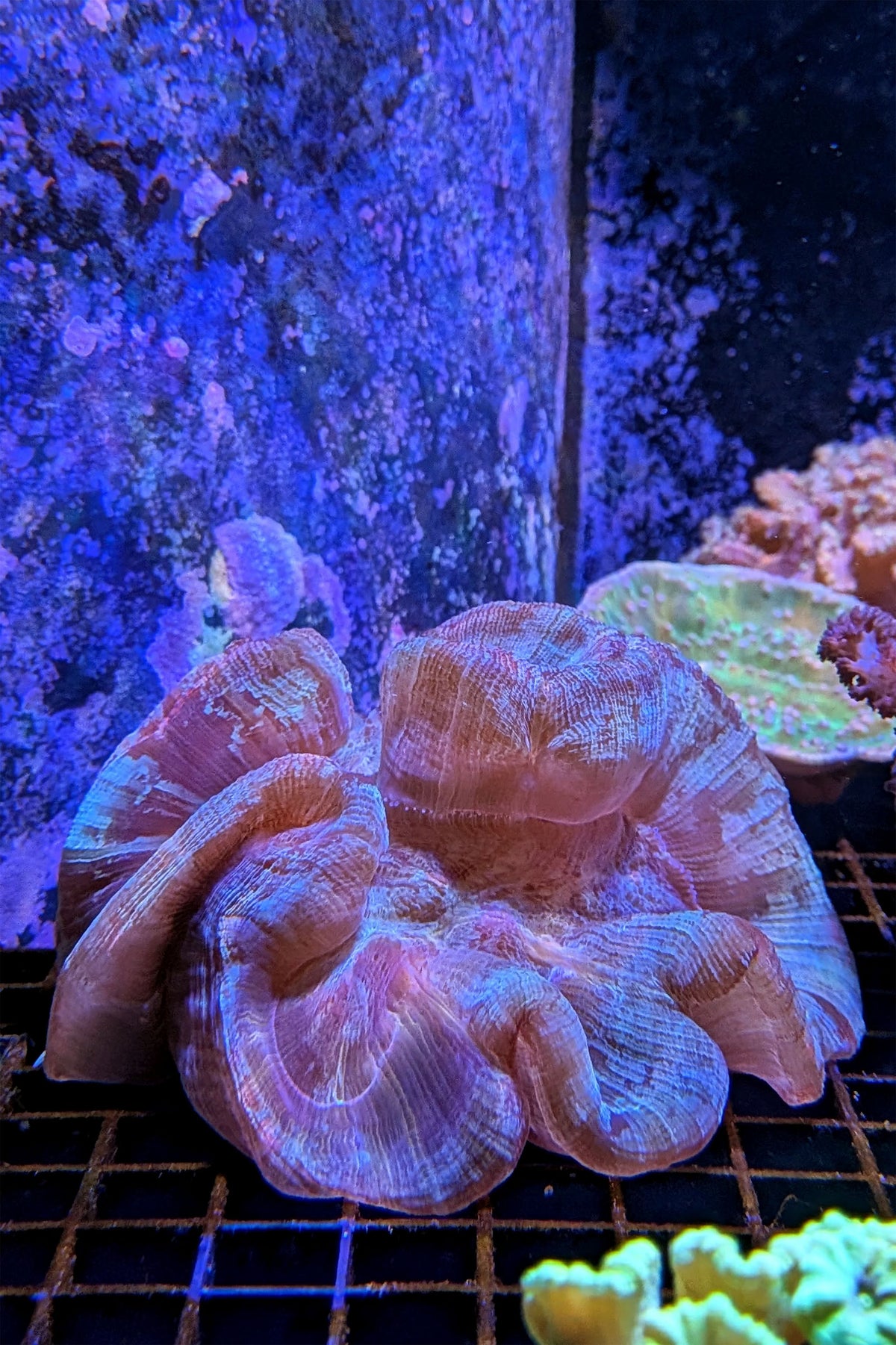 Wellsophyllia (Trachyphyllia) Coral WYSIWYG