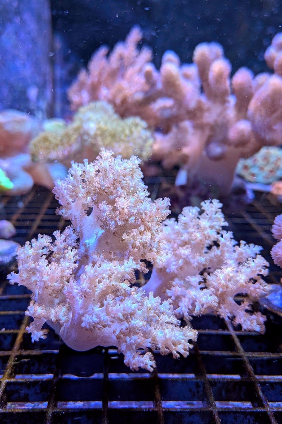 (RSCF) Sinularia Coral WYSIWYG