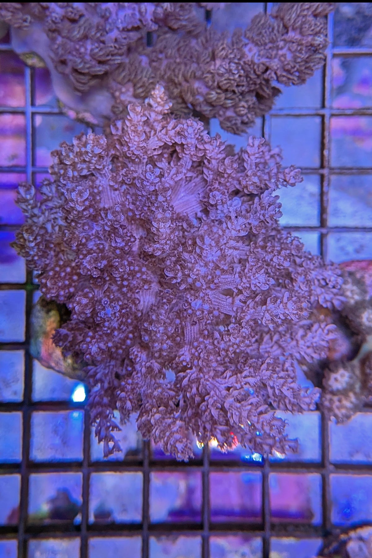 Pink Sinularia Leather Coral WYSIWYG