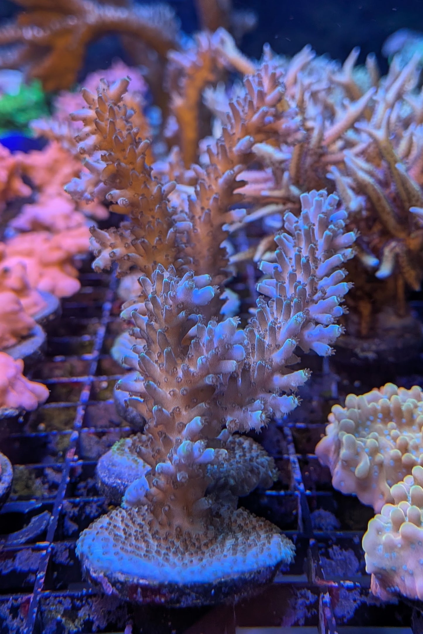 Aquatip Staghorn Acropora Coral