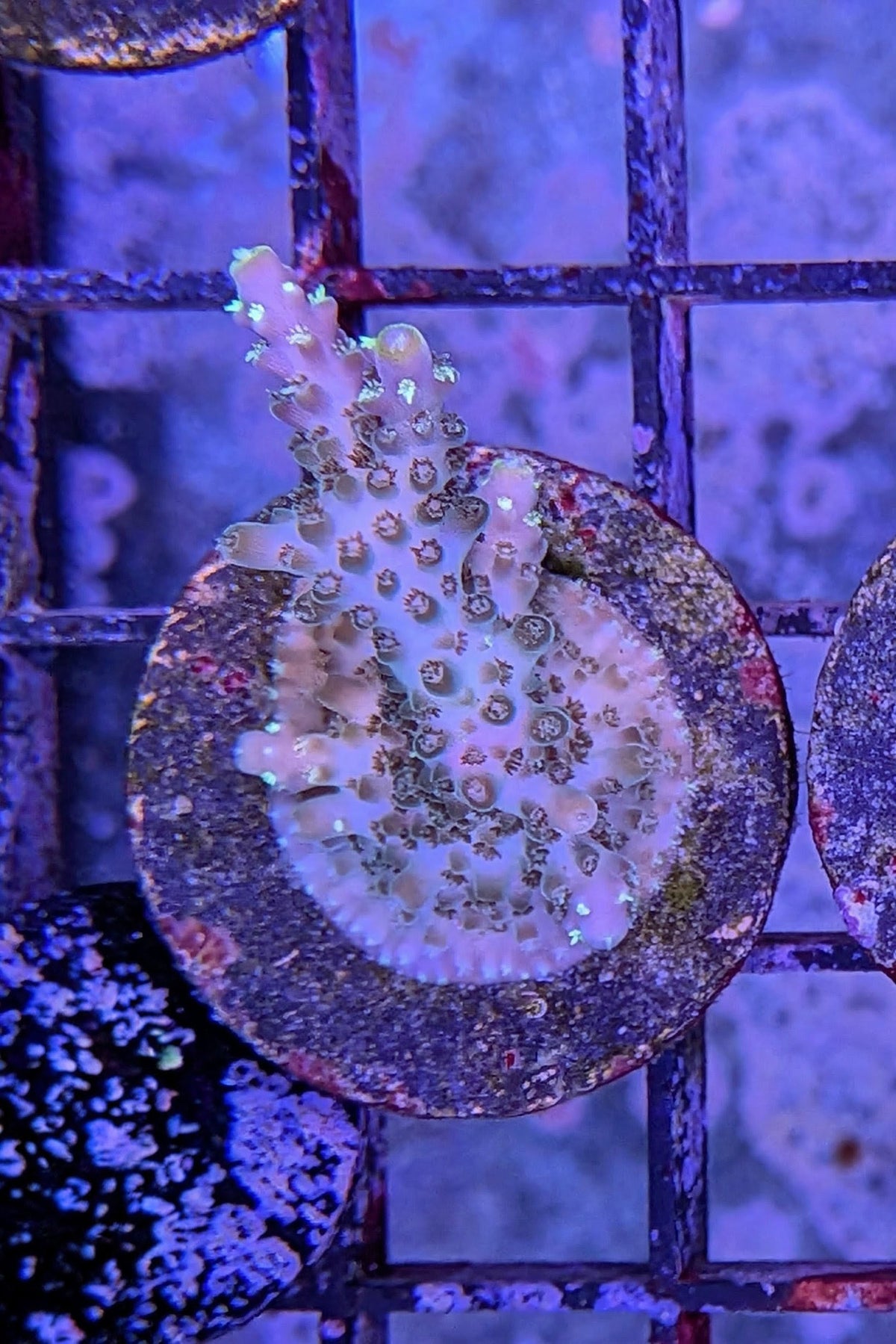 (RSCF) Northern Lights Acropora Coral