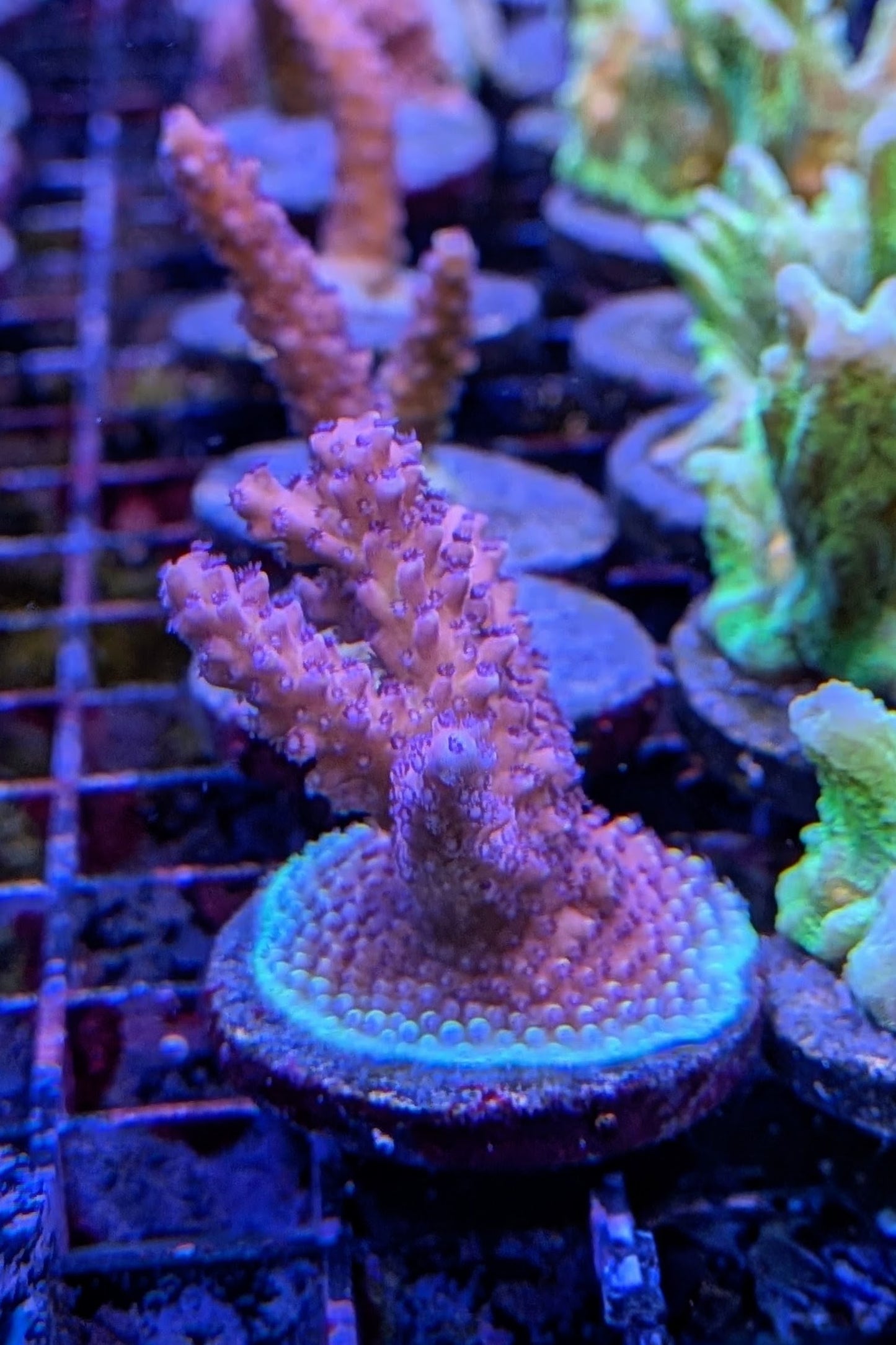 Pink Cadillac Acropora Coral