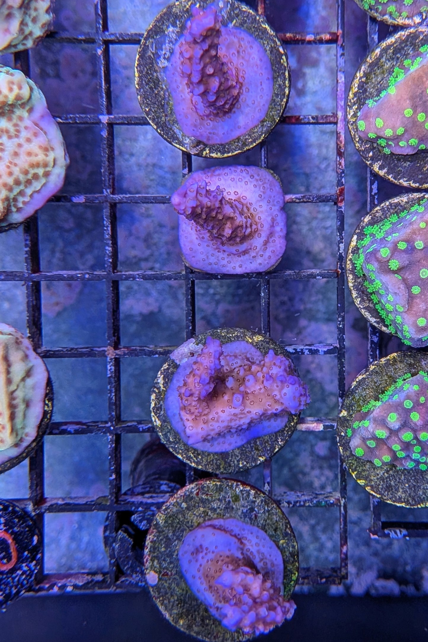 Sunset Acropora Coral