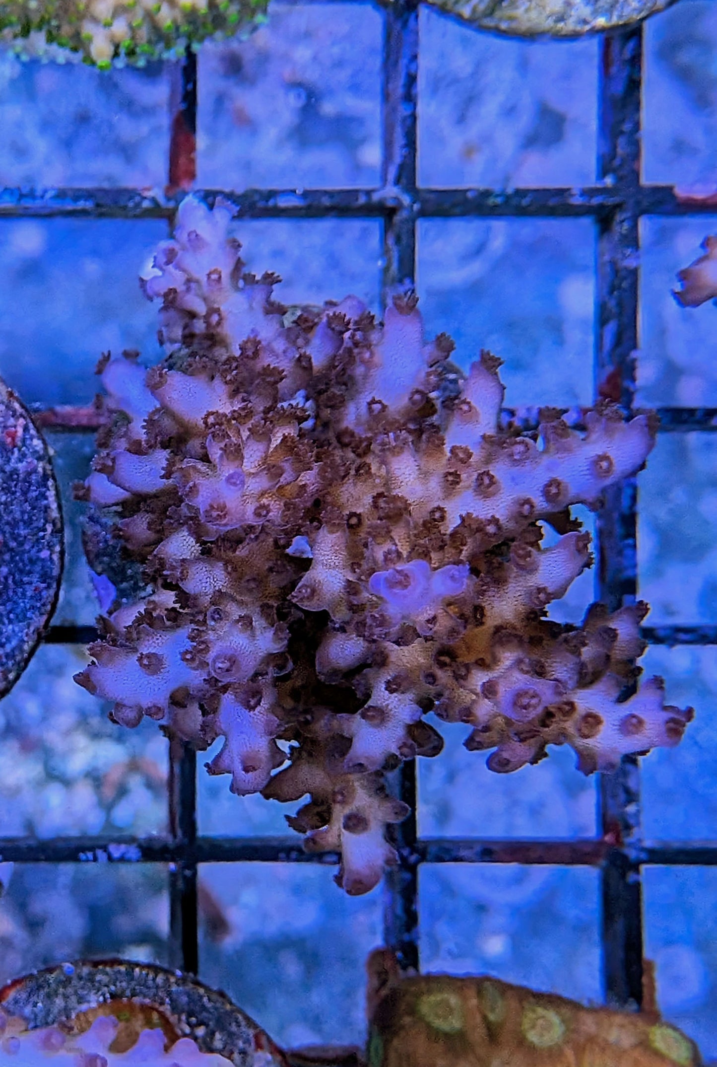 Tricolor Valida Acropora Coral