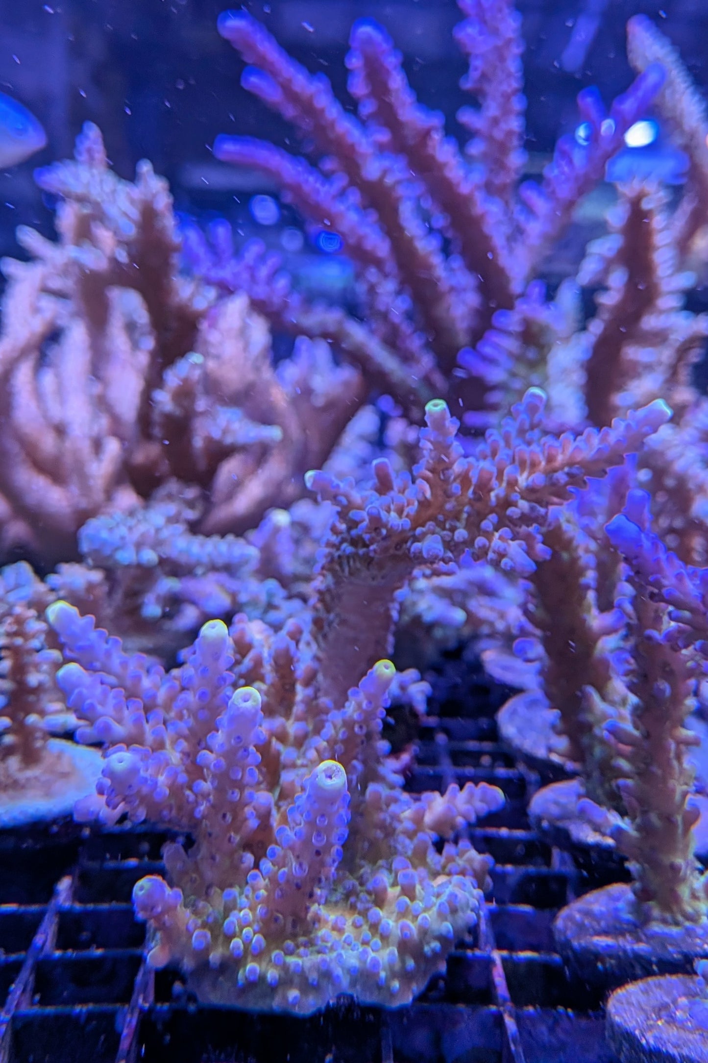 (RSCF) Blueberry (Yellow Tip) Acropora Coral