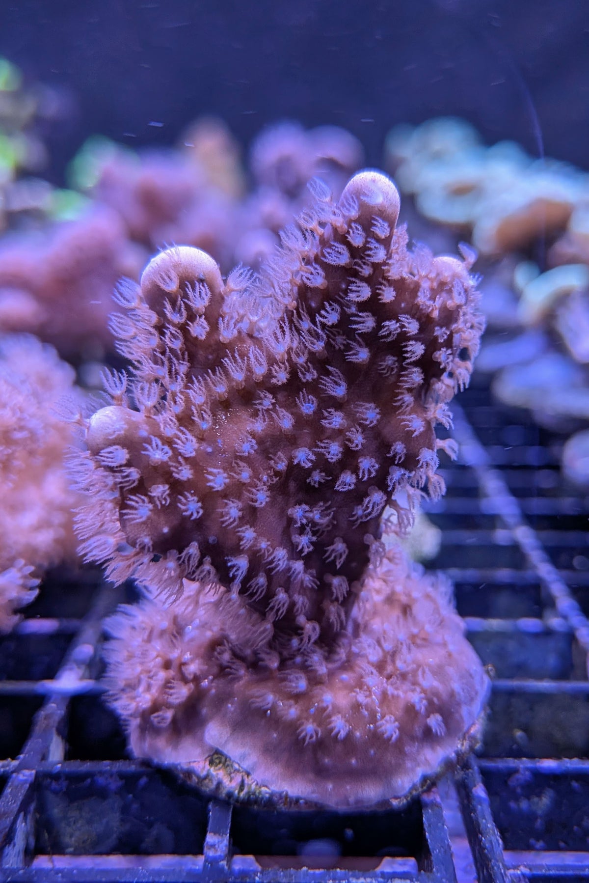 Blue Ridge Coral