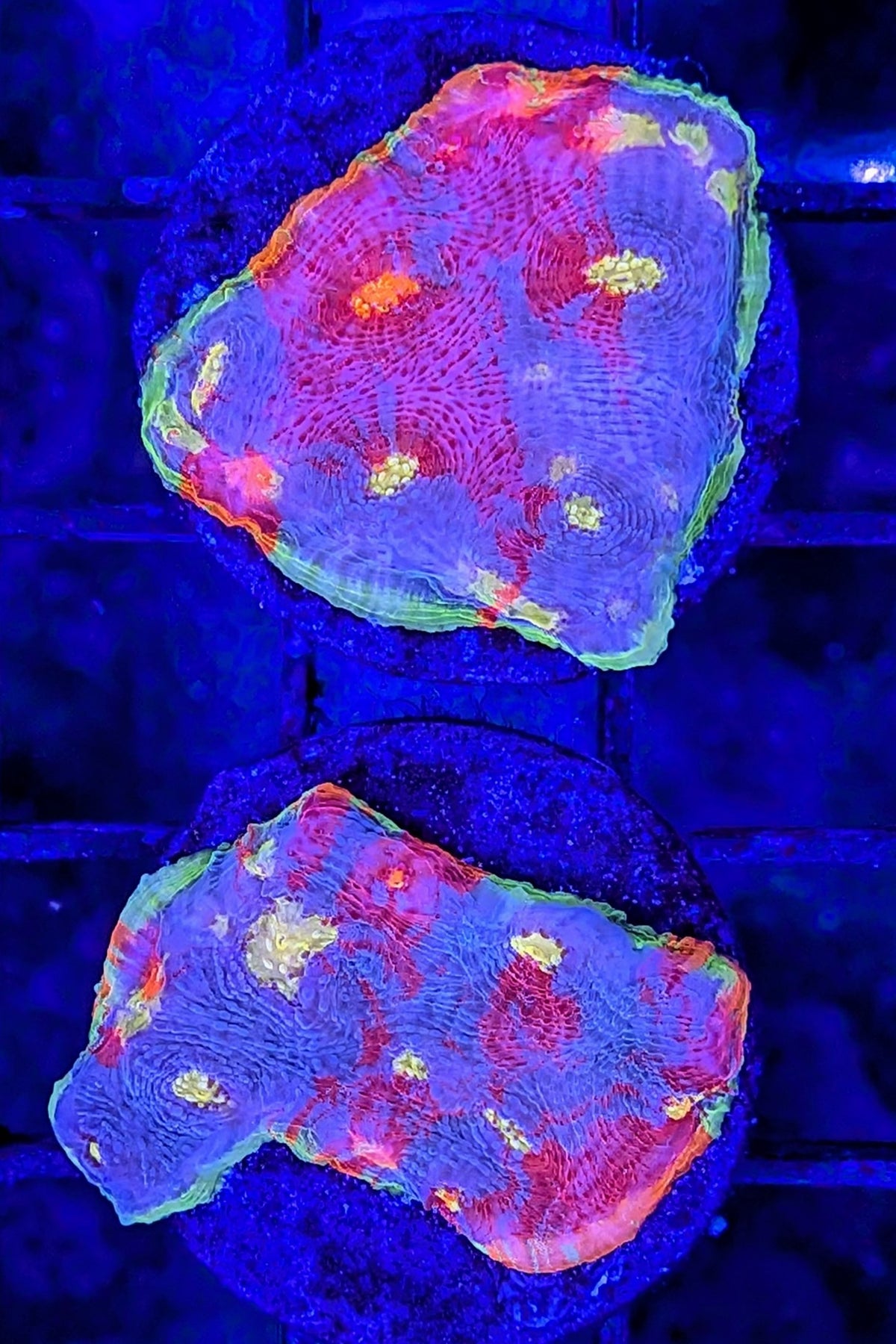 Flaming Bugatti Chalice Coral