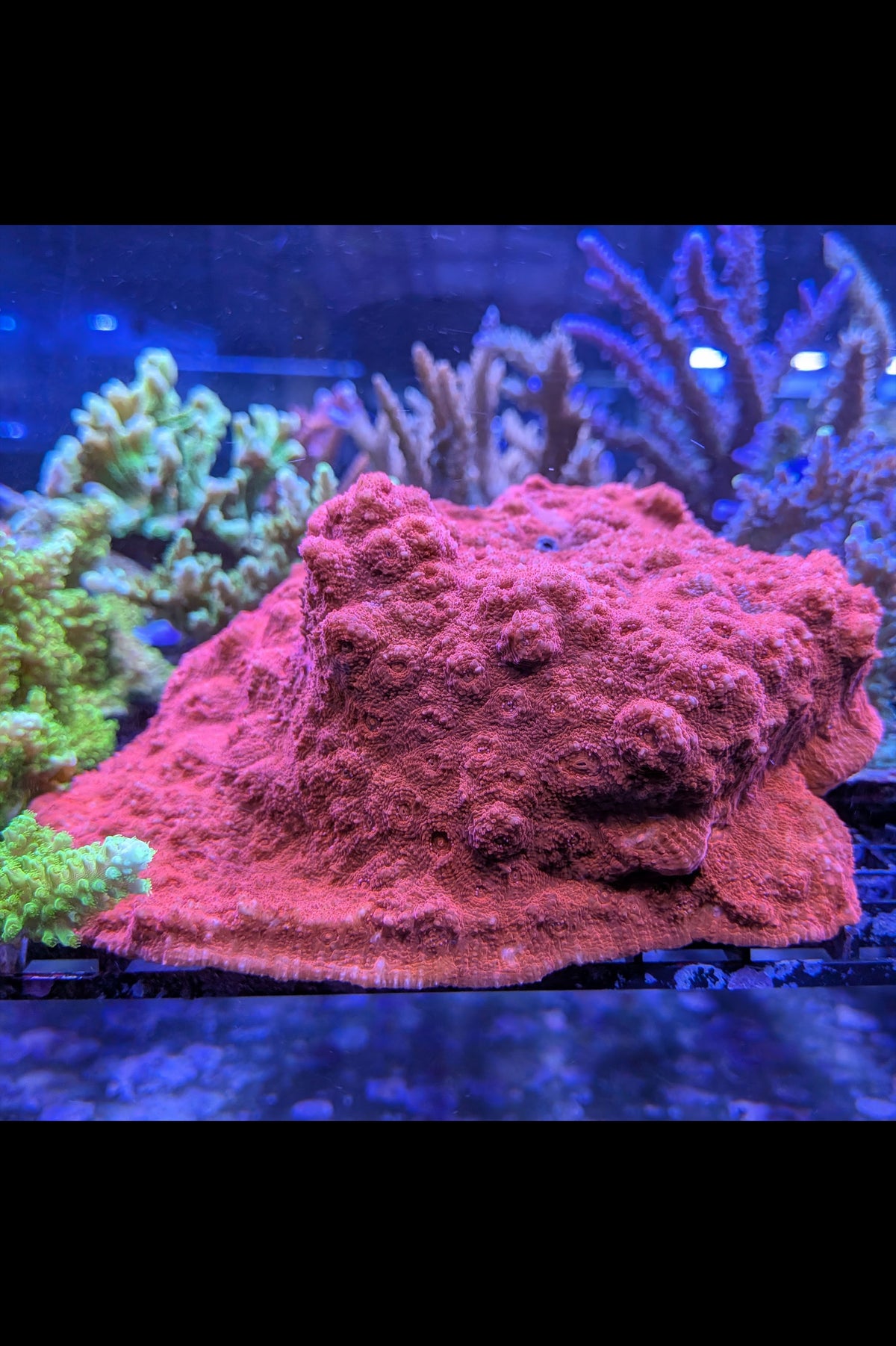 Blood Red Chalice Coral