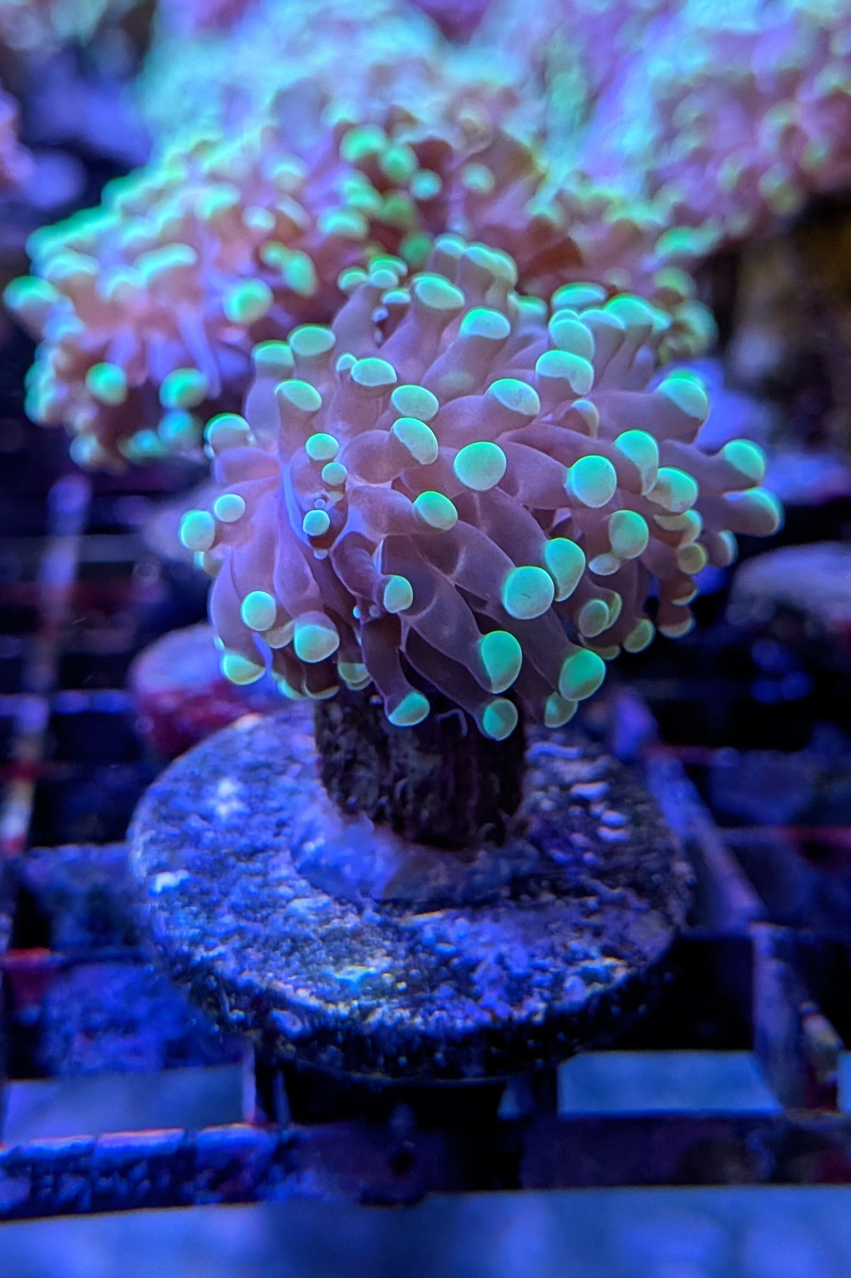 Bicolor Euphyllia Frogspawn Coral