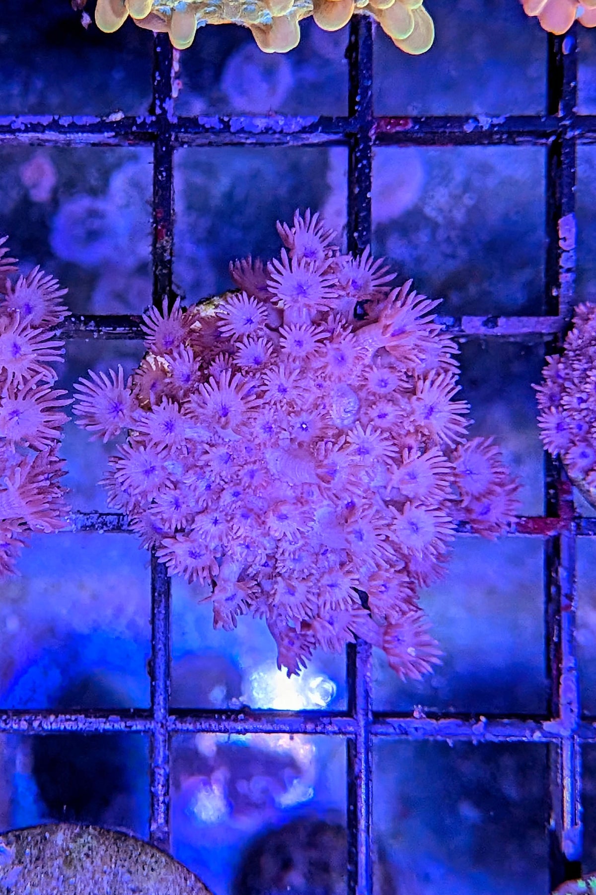 Red Goniopora Coral