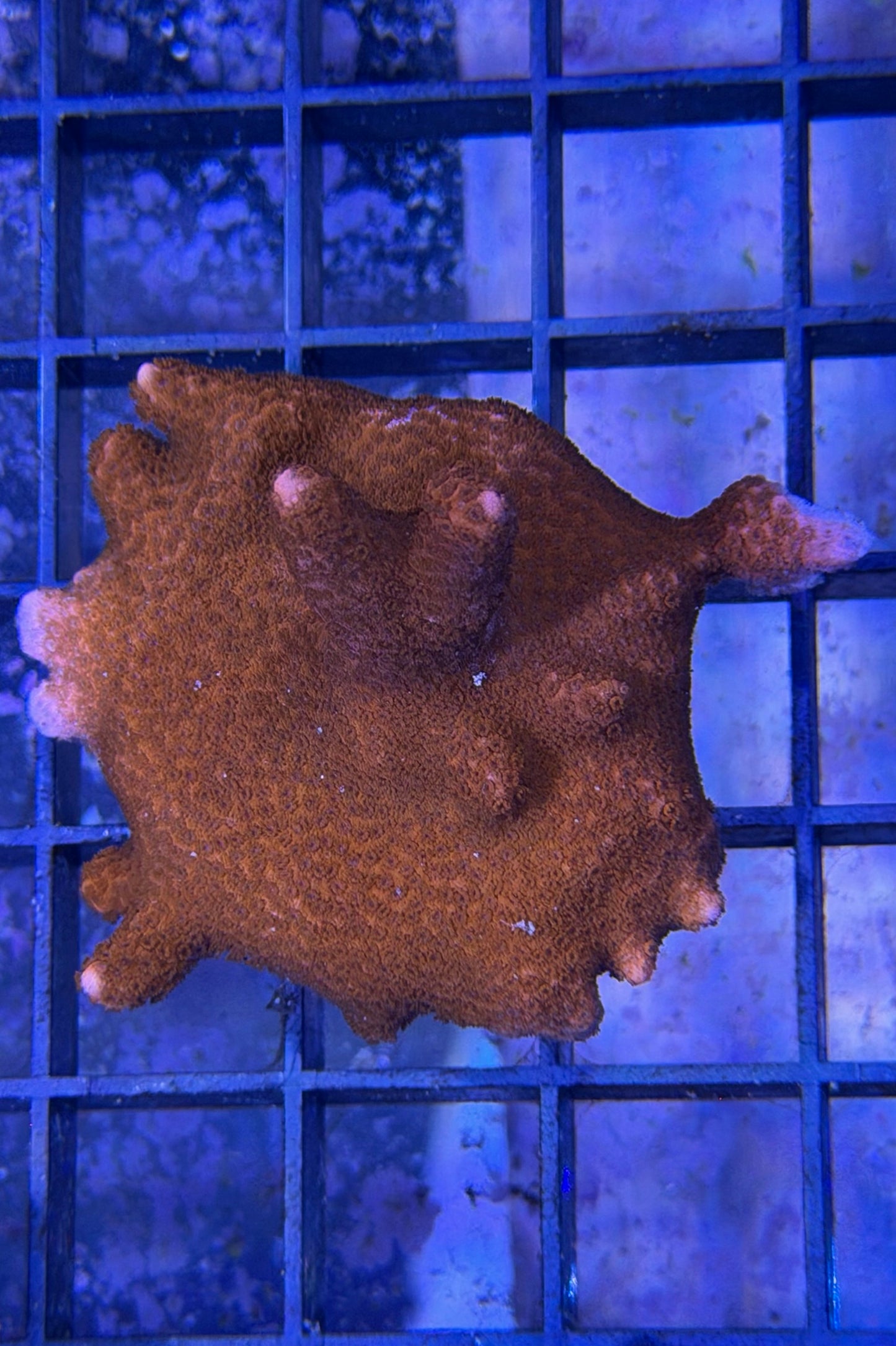 (RSCF) Red Montipora digitata WYSIWYG