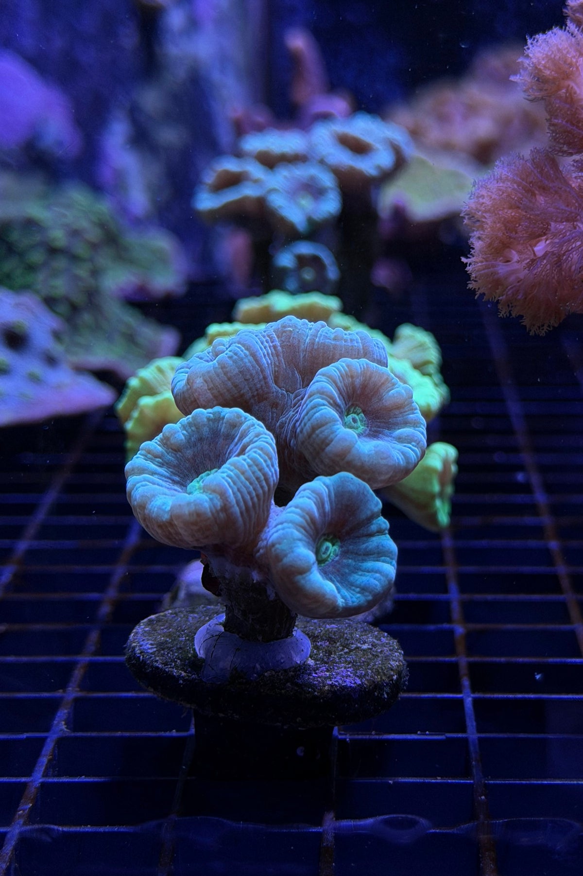 (RSCF) Neon Blue /Green Center Candy Cane Coral WYSIWYG
