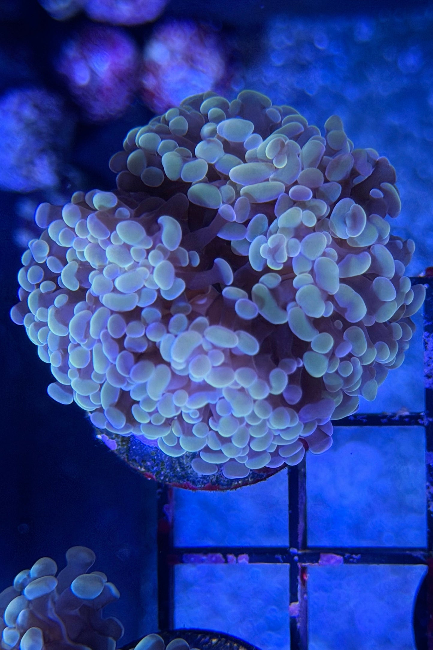 (RSCF) Golden Hammer Coral WYSIWYG