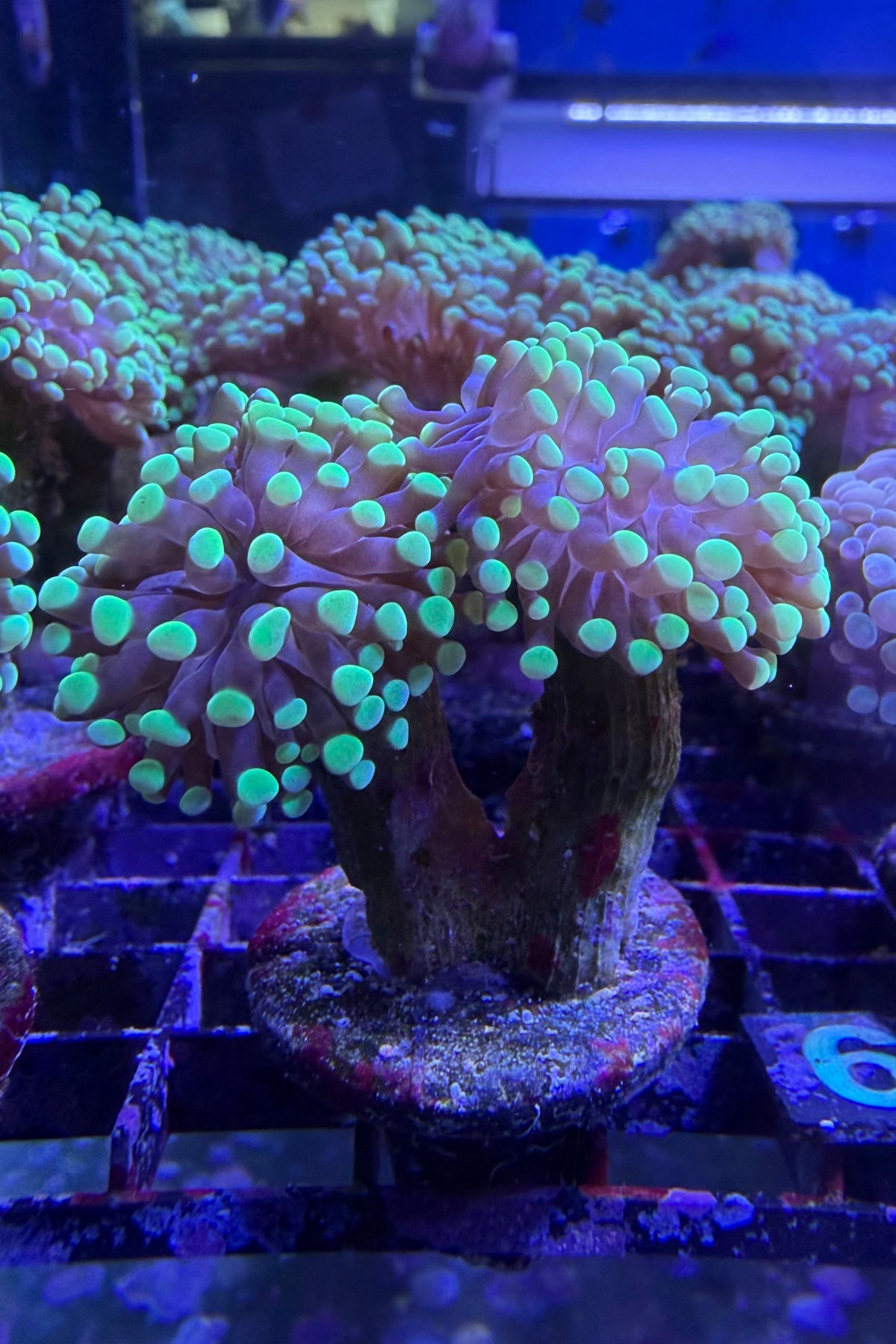(RSCF) Bicolor Euphyllia Frogspawn Coral WYSIWYG
