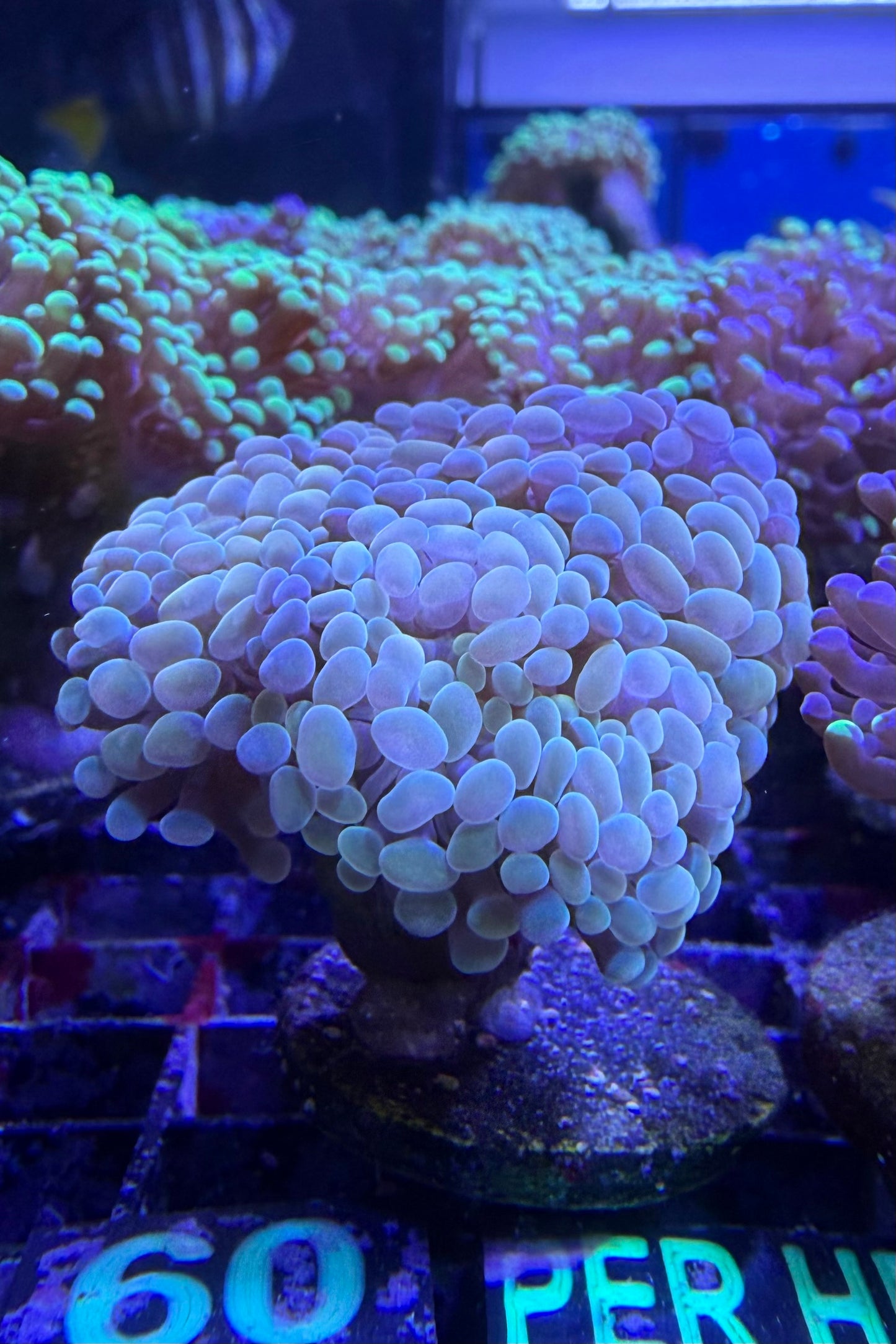 (RSCF) Golden Hammer Coral WYSIWYG