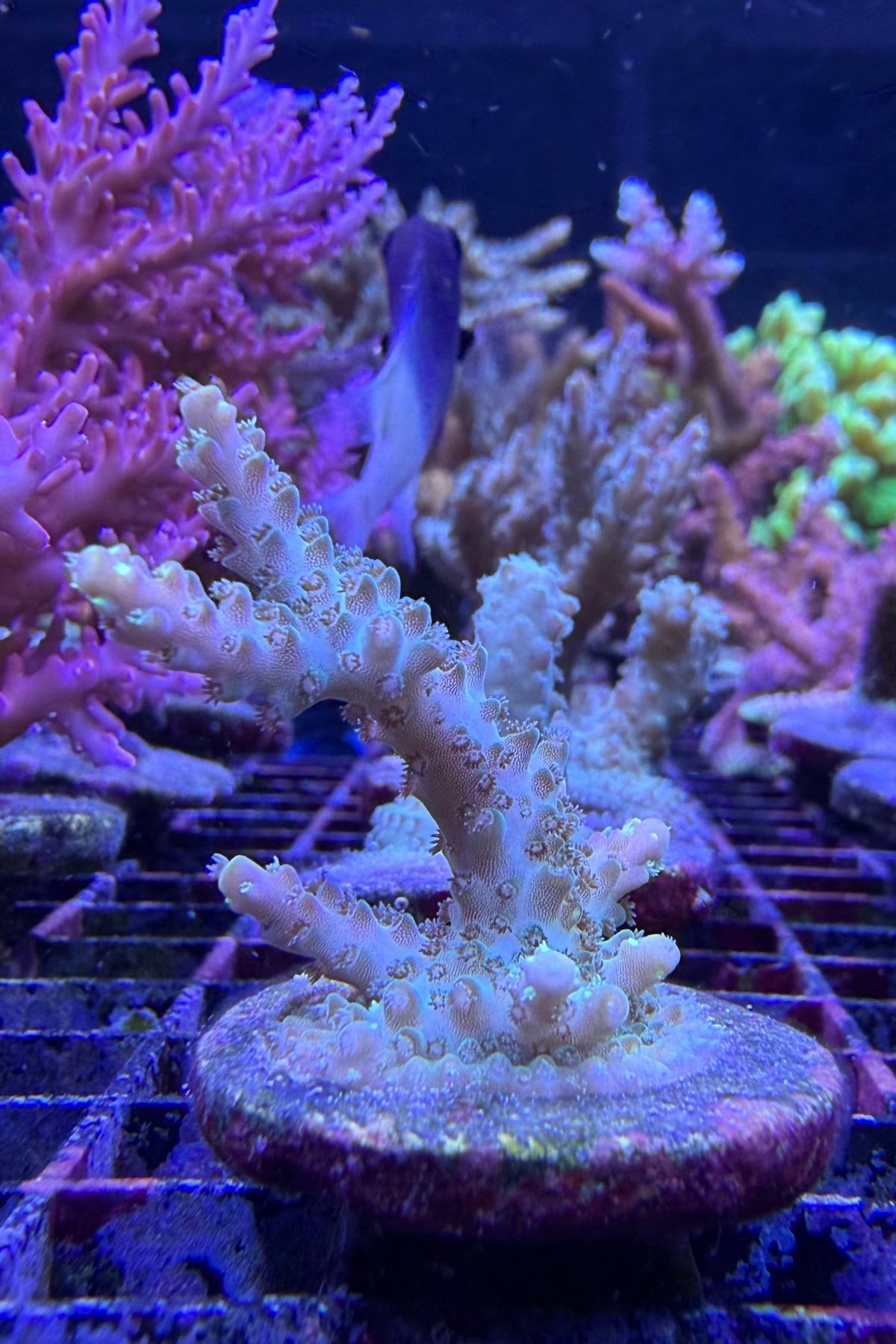 (RSCF) Northern Lights Acropora Coral WYSIWYG