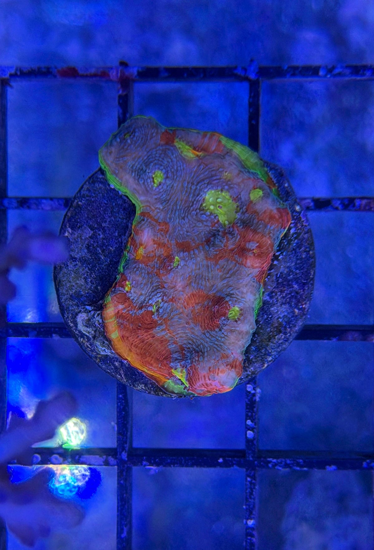 (RSCF) Flaming Bugatti Chalice Coral WYSIWYG
