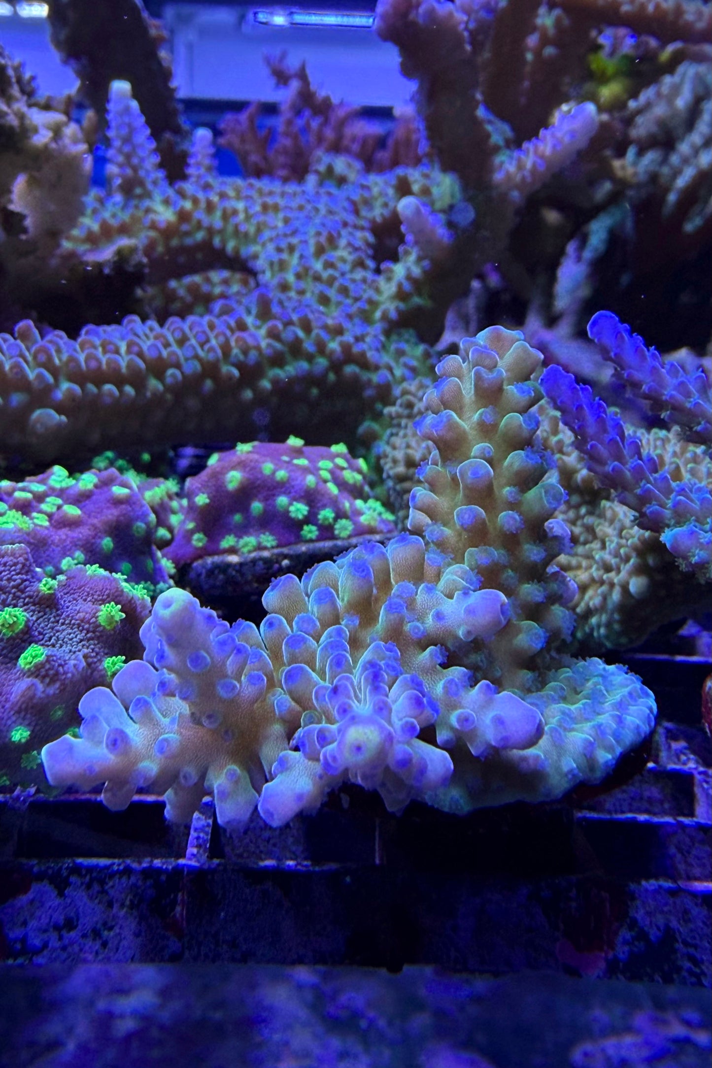 (RSCF) Blueberry (Yellow Tip) Acropora Coral WYSIWYG