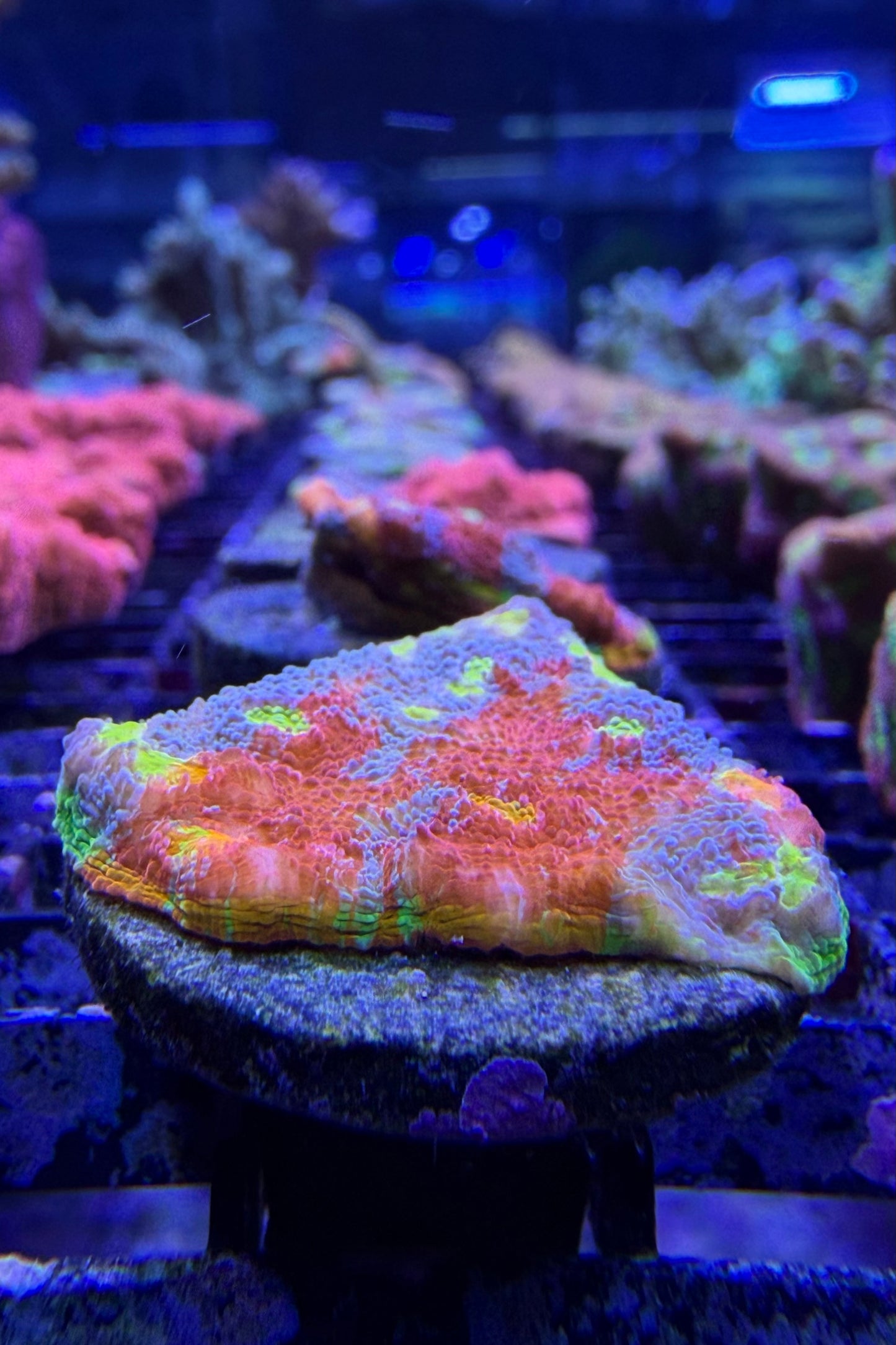 (RSCF) Flaming Bugatti Chalice Coral WYSIWYG