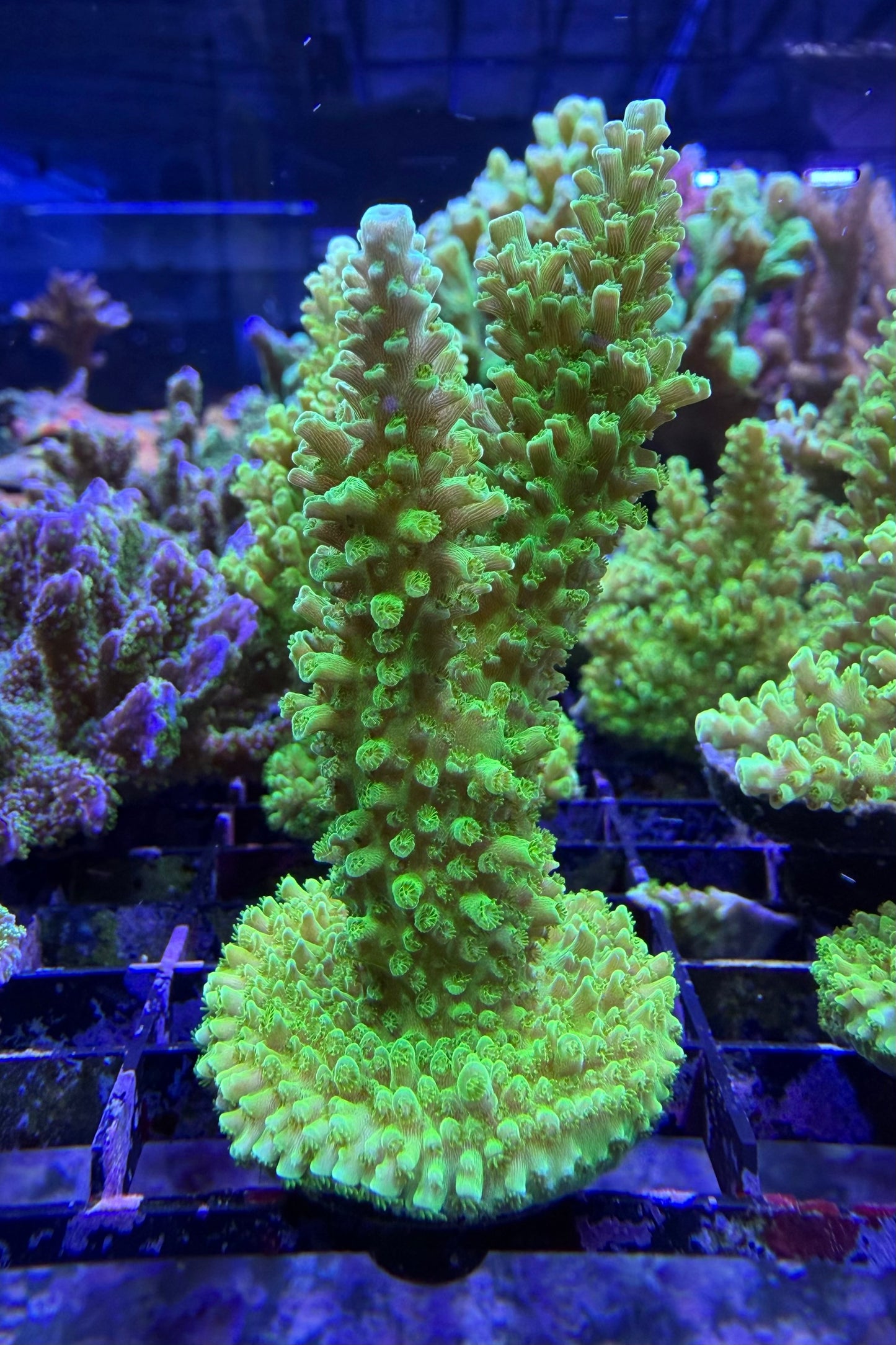 (RSCF) Green Slimer Acropora yongei Coral WYSIWYG
