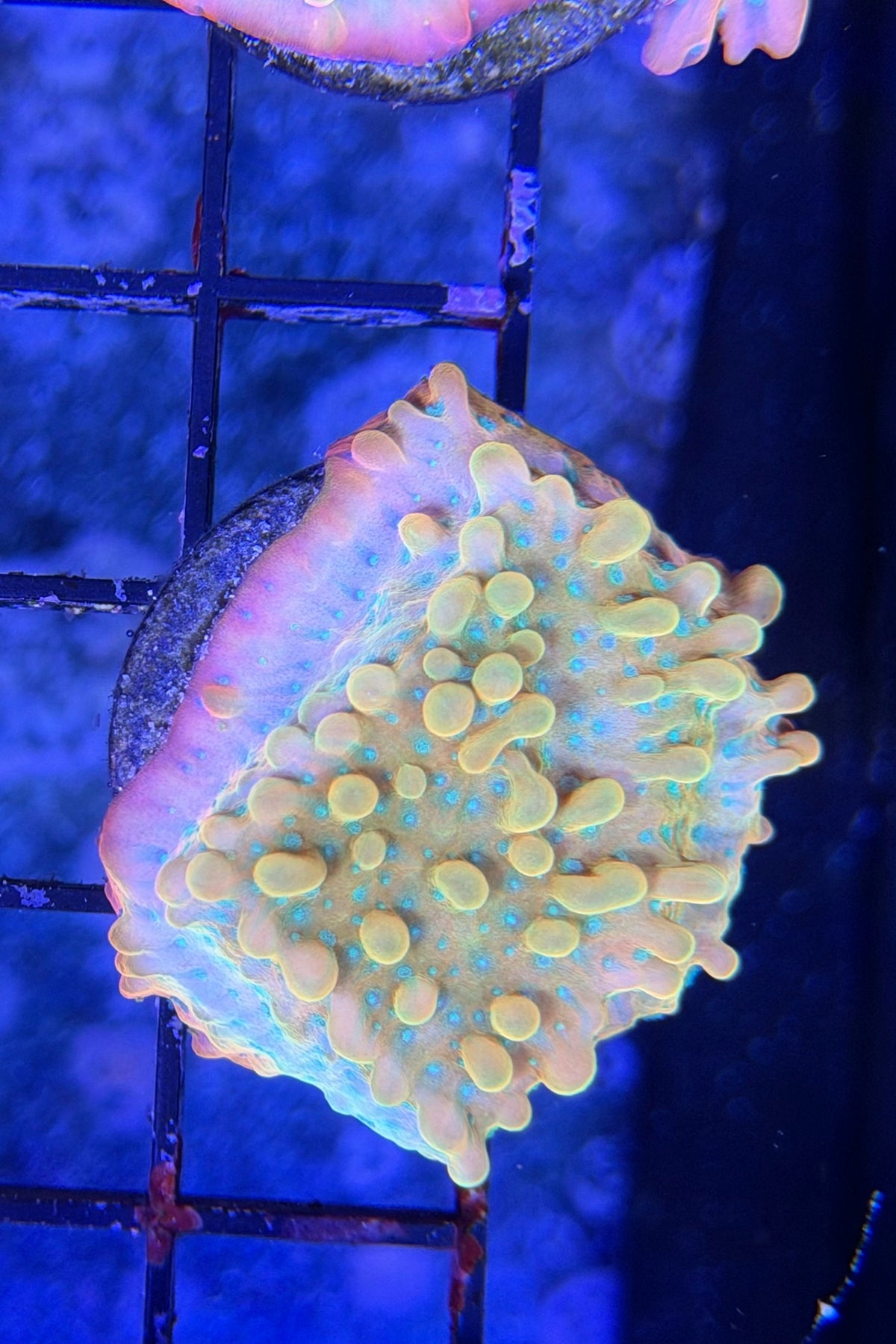 (RSCF) Jason Fox Vino Montipora WYSIWYG