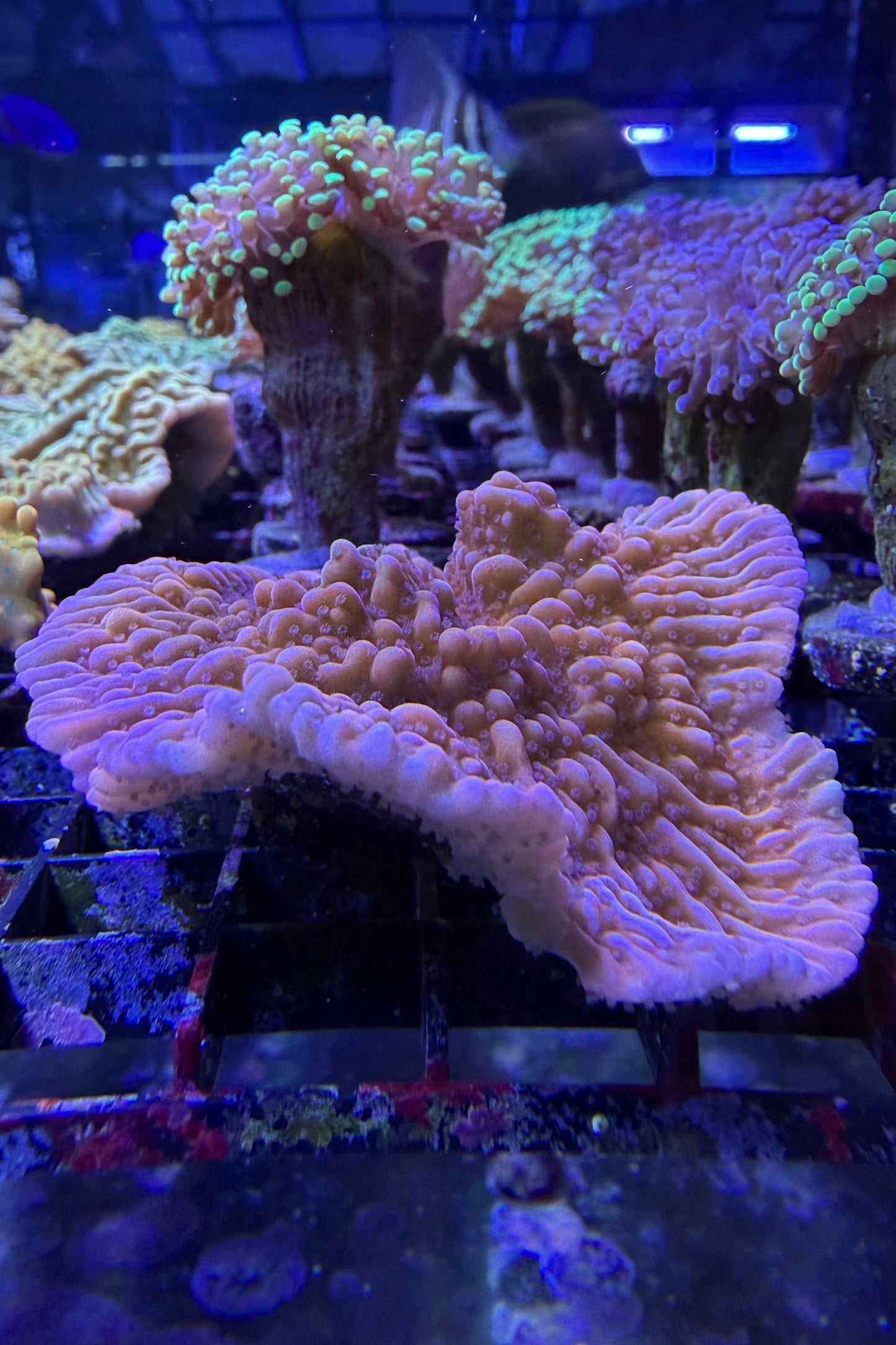 (RSCF) Nauti Spiral Montipora WYSIWYG