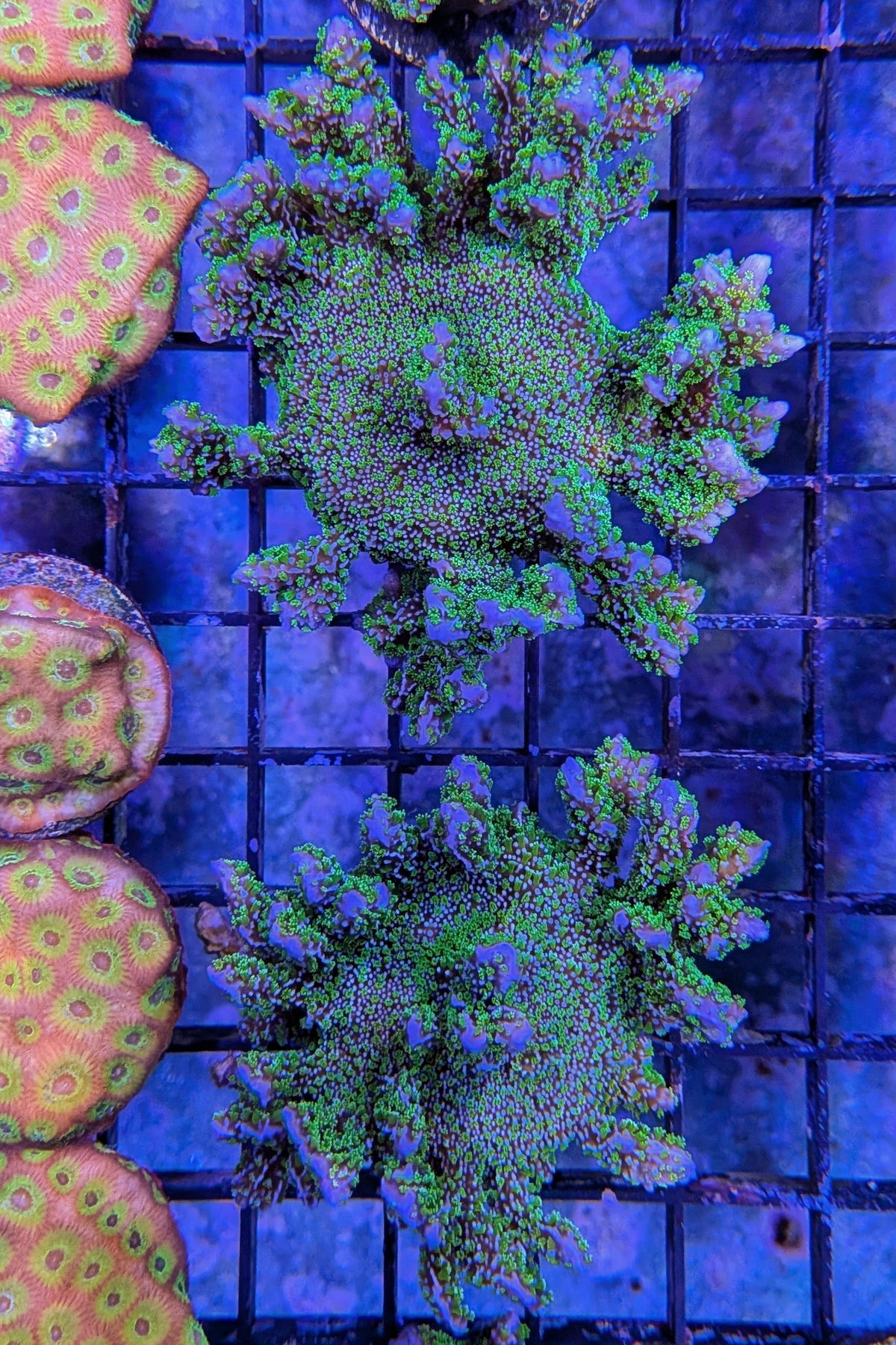 Montipora stellata Coral