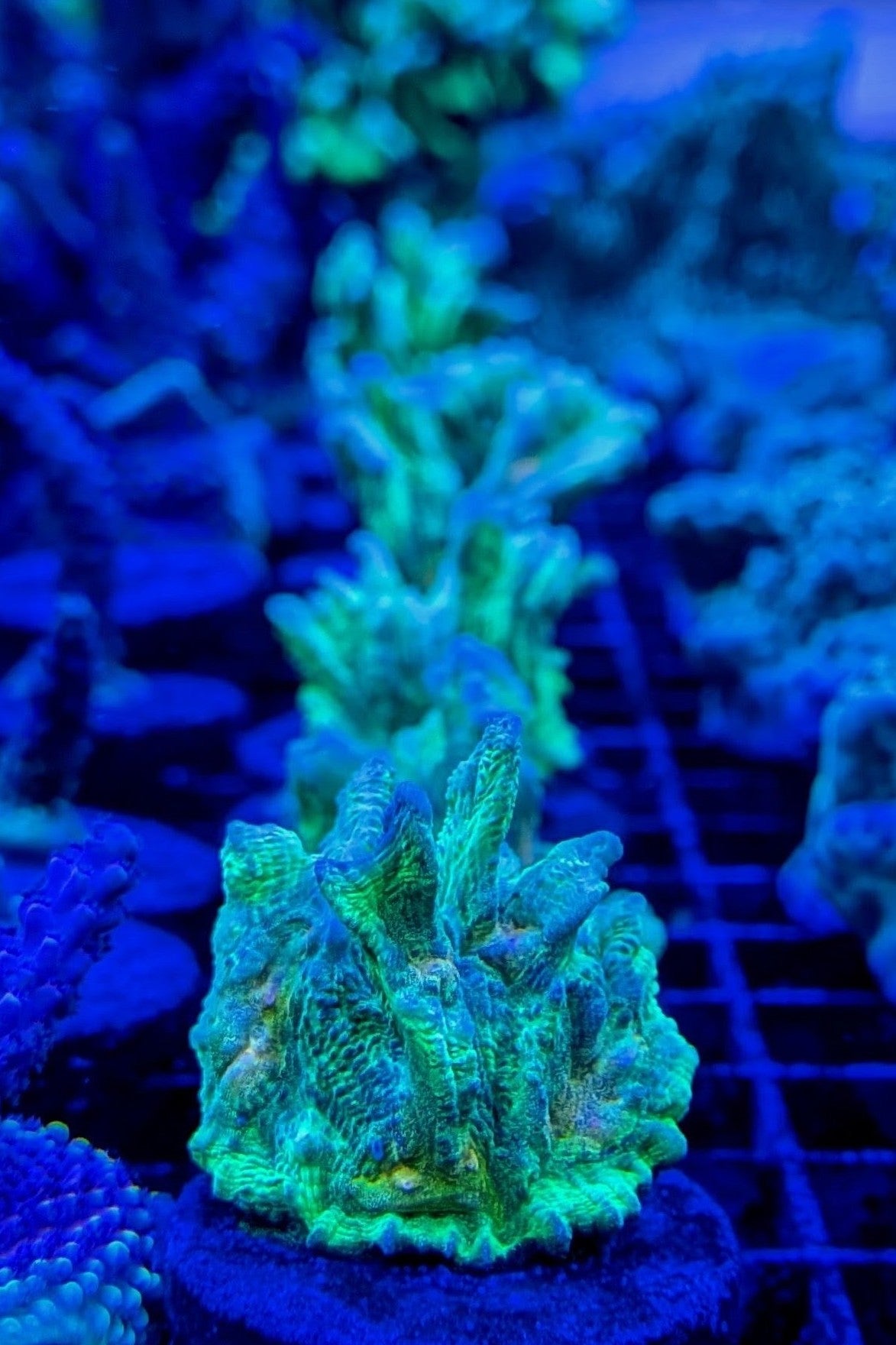 Space Invader Pectinia Coral