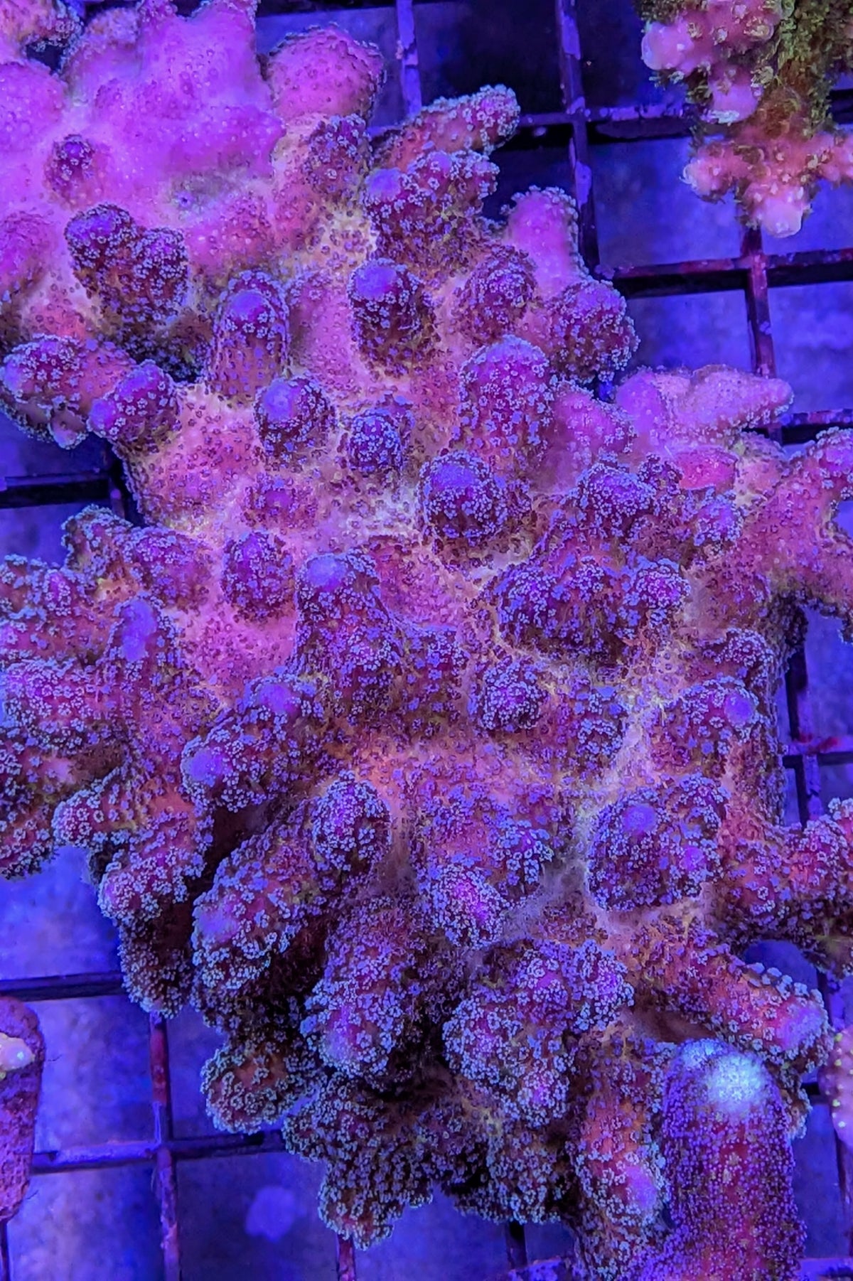 Rainbow Stylophora Coral