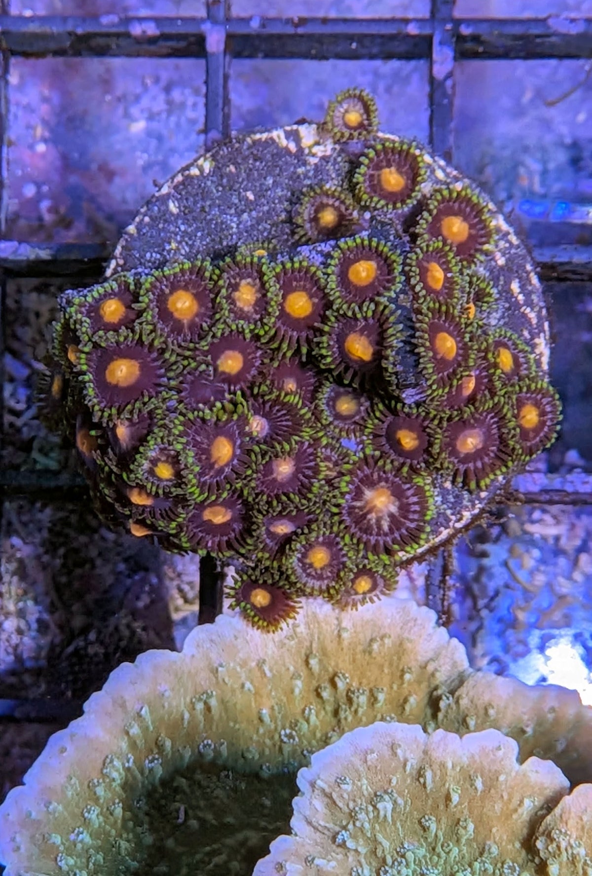 Orange, Purple & Green Zoanthid Coral