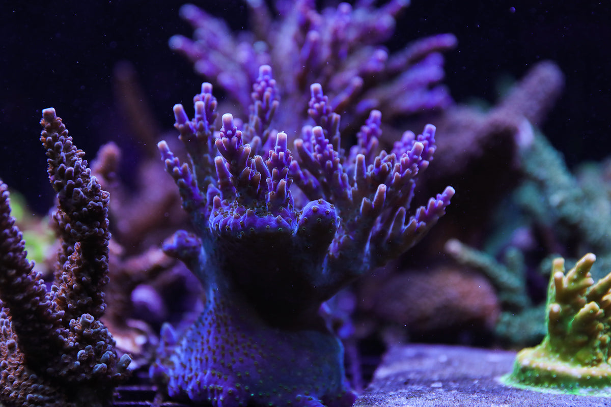 az reef monsters Purple Monster Acropora – Reef Systems Coral Farm, Inc