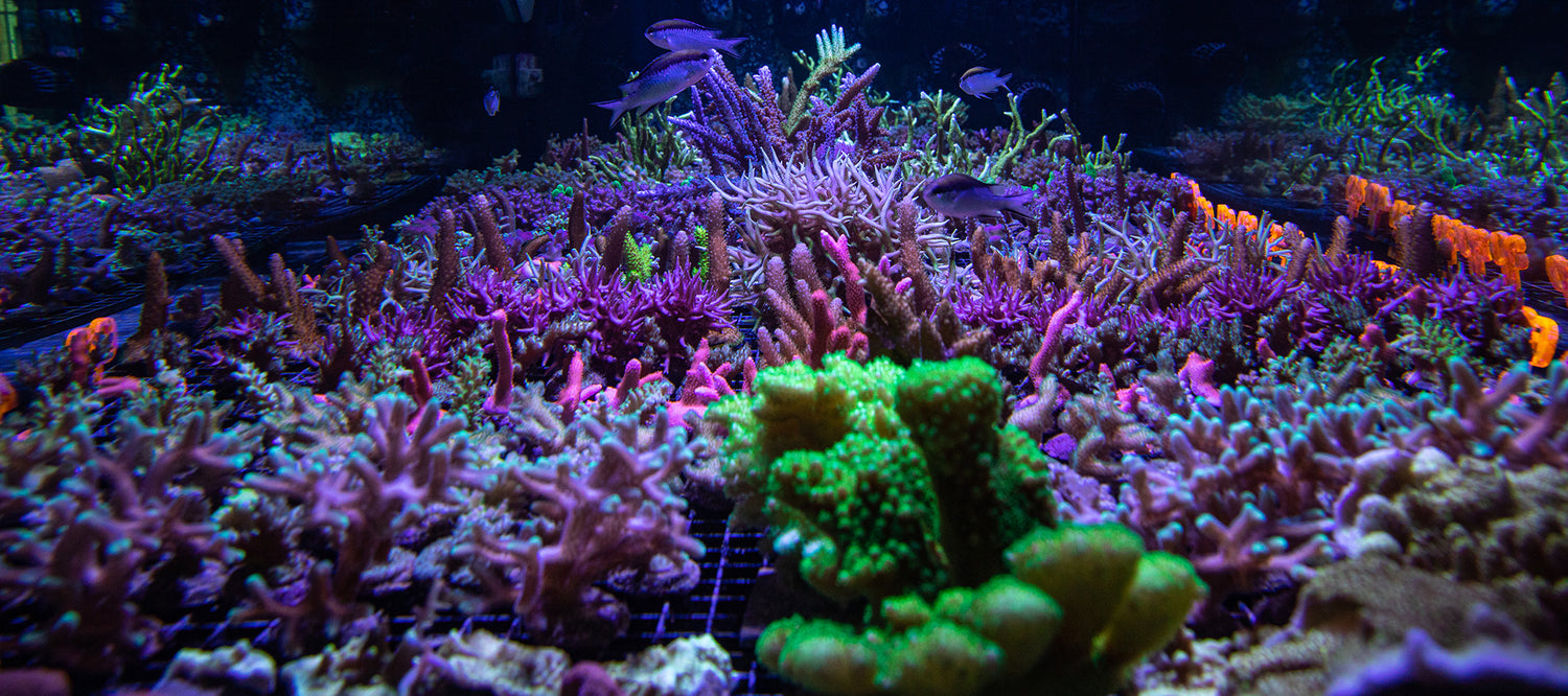 Small Polyp Stony (SPS) Coral