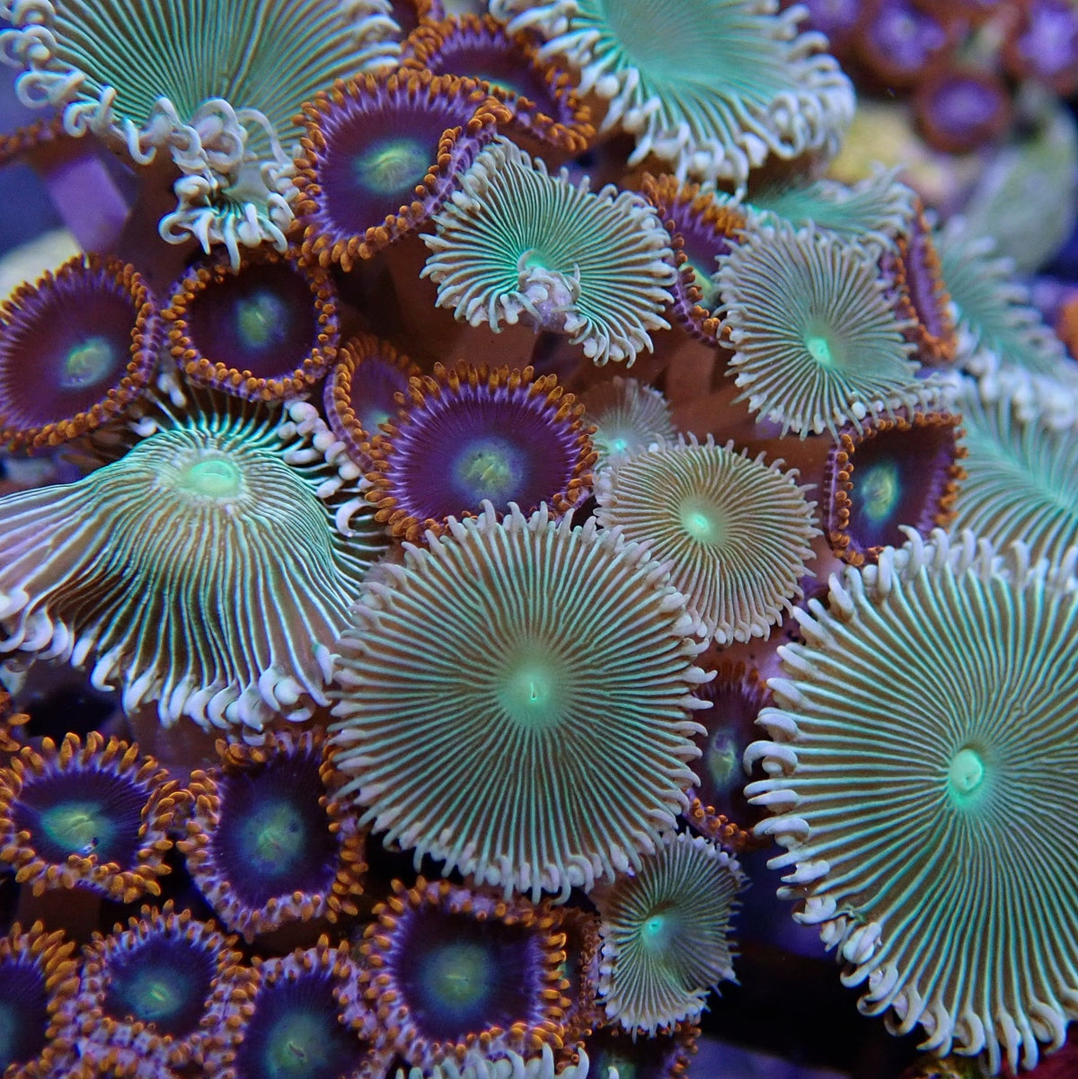 Soft Coral