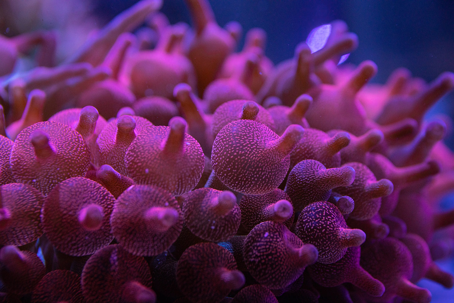 Anemones